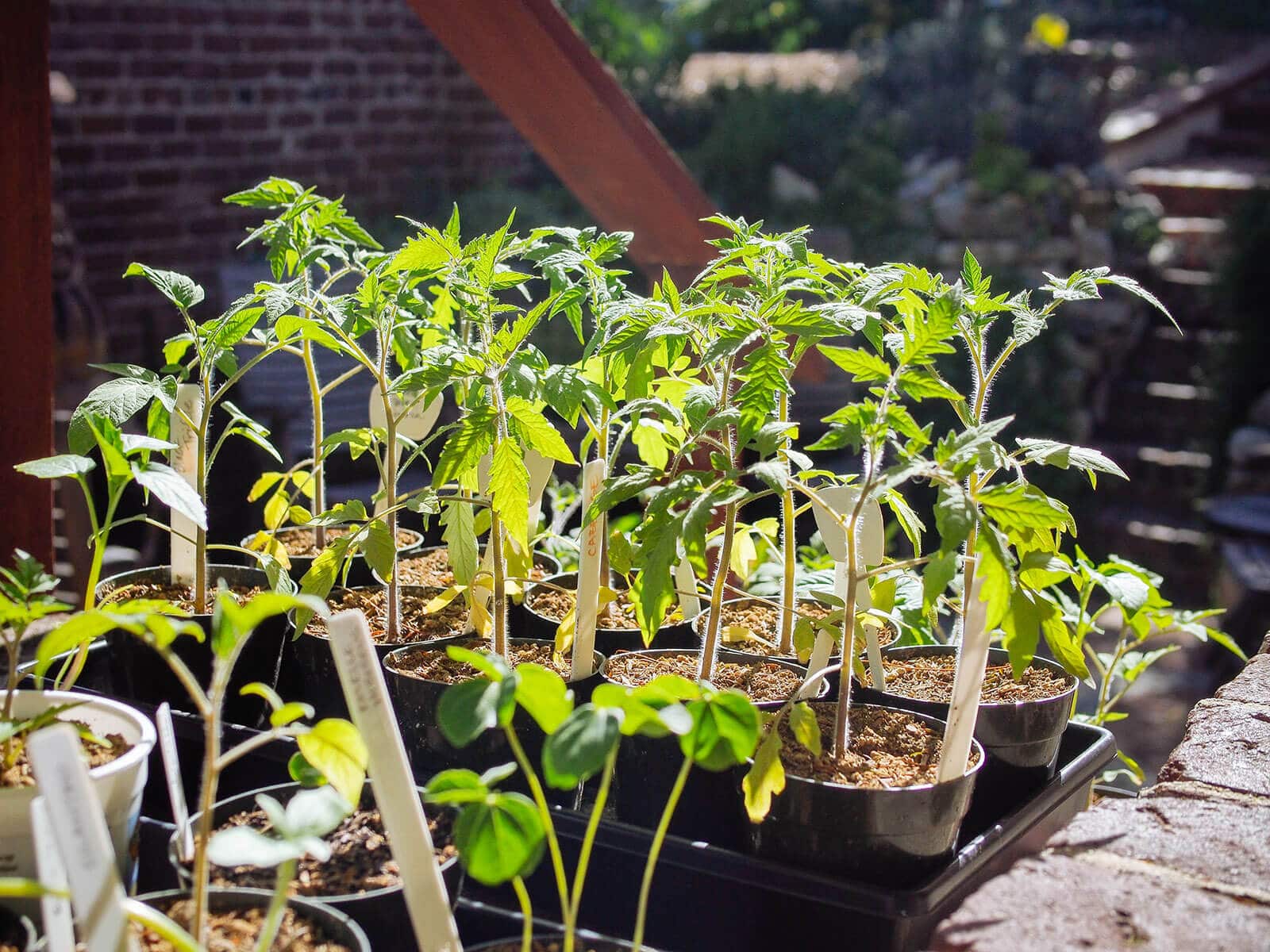Hardening off tomato starts