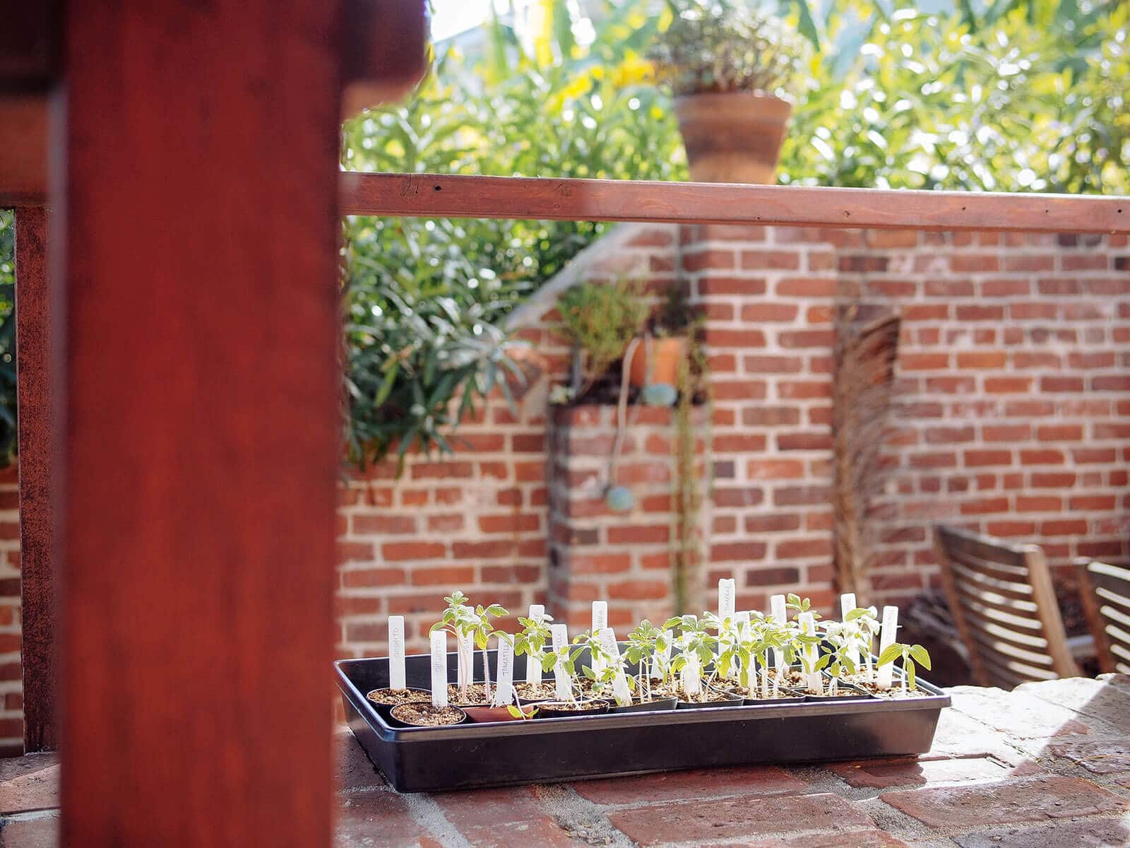 Harden off seedlings gradually by placing them in dappled shade first