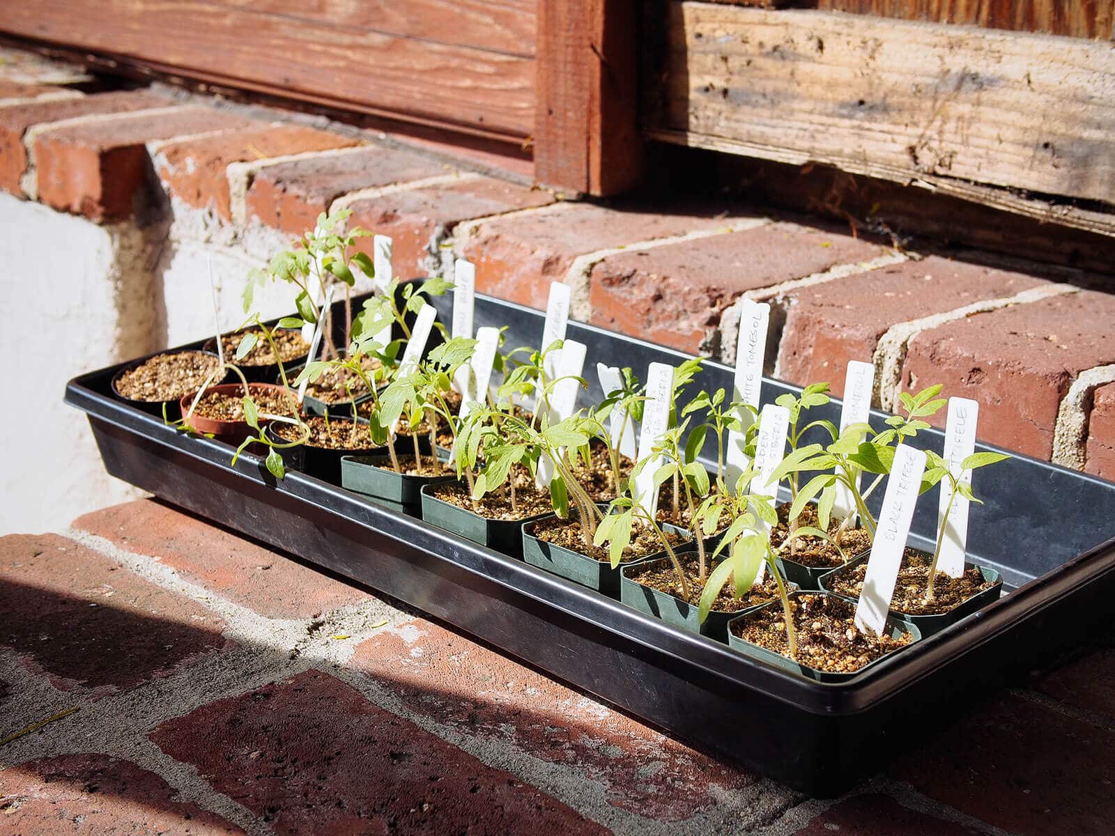 Harden off seedlings by placing them in full sun after a few days