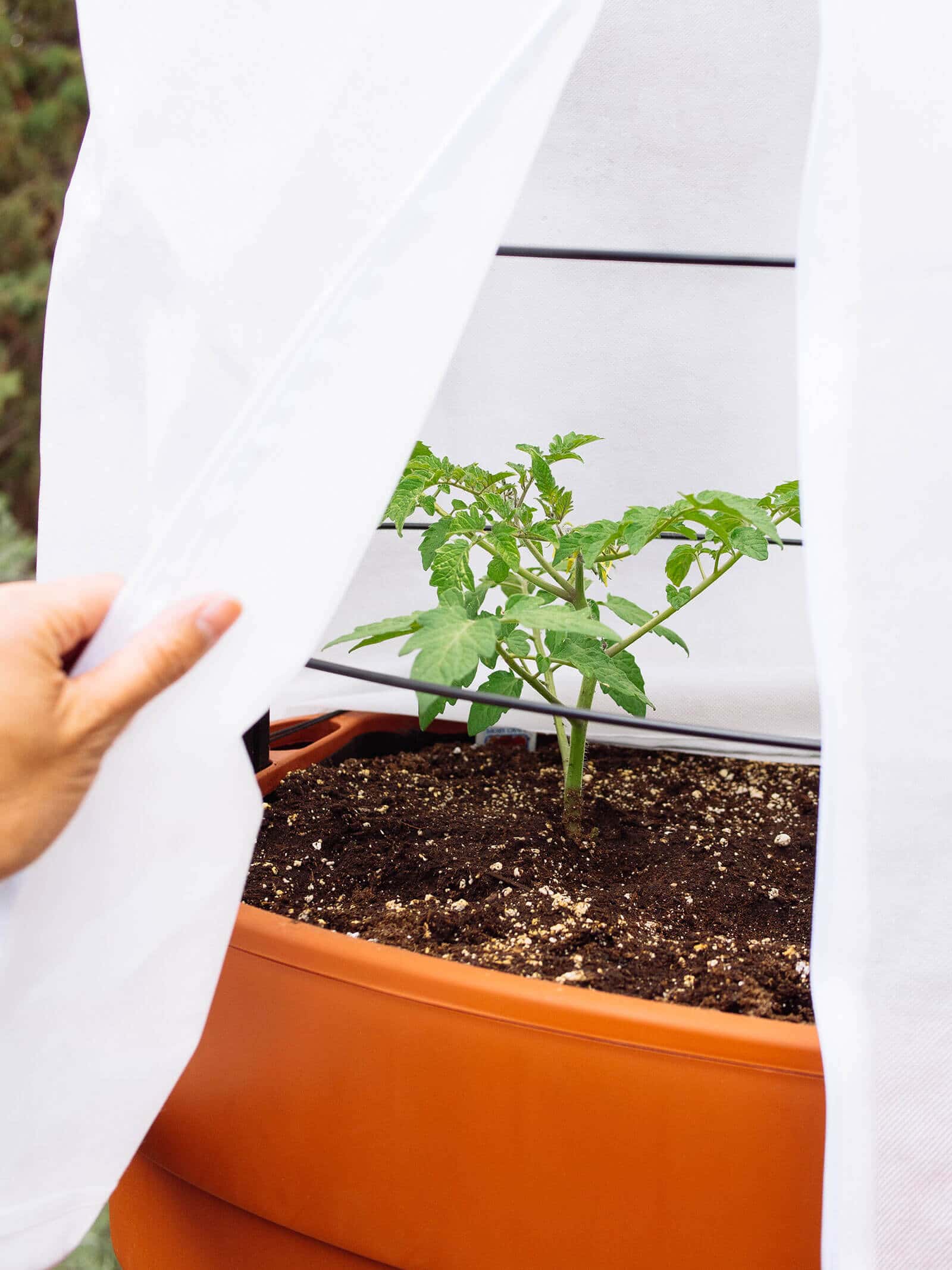 Protect vulnerable seedlings with frost cover after transplanting if there's a risk of frost overnight