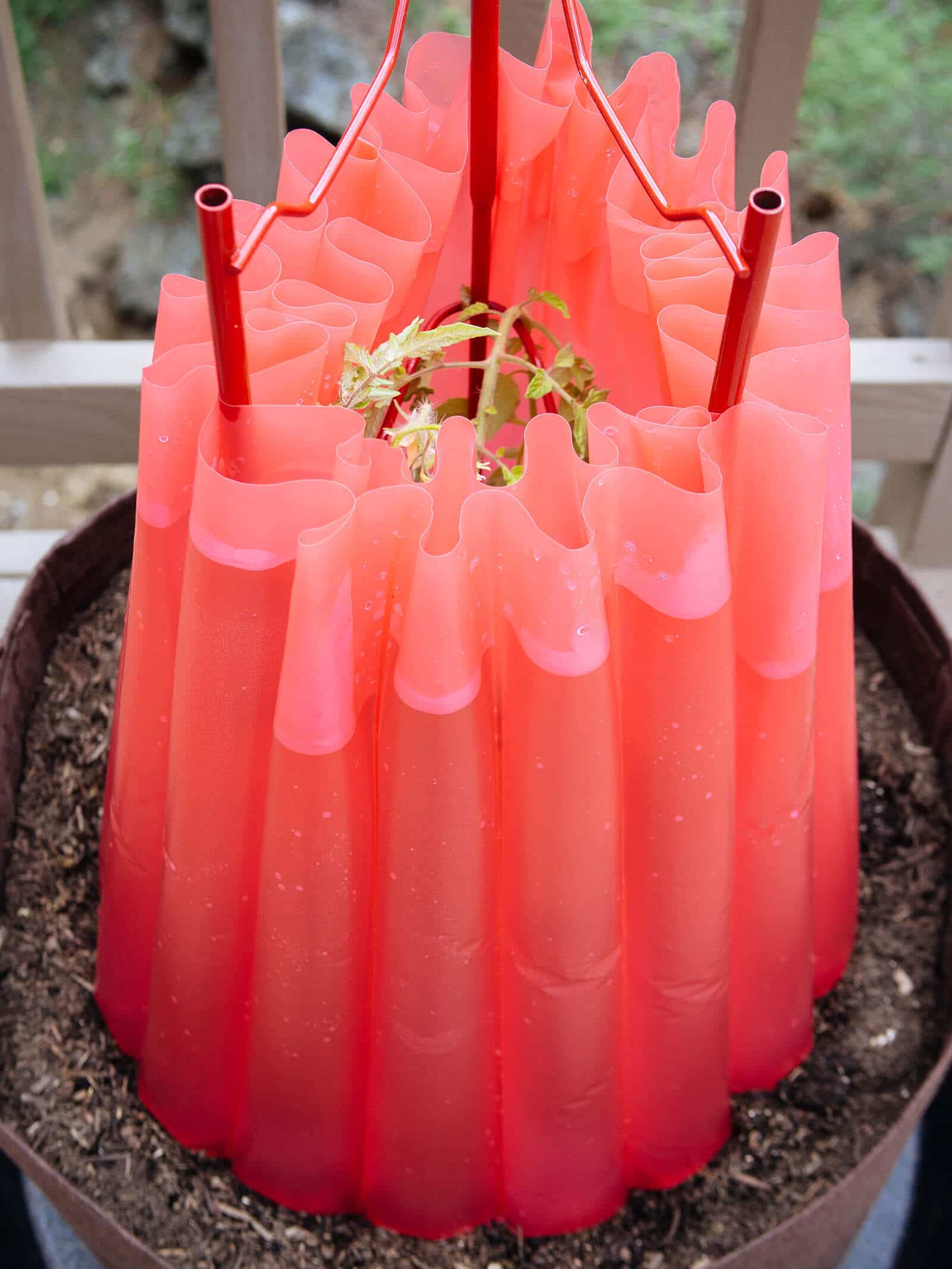 Use Wall-o-Waters to harden off seedlings naturally outdoors