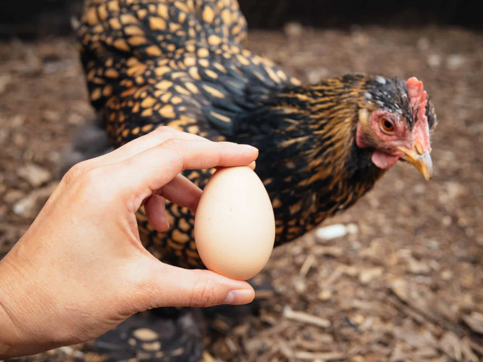 Backyard eggs shouldn't be washed before storing