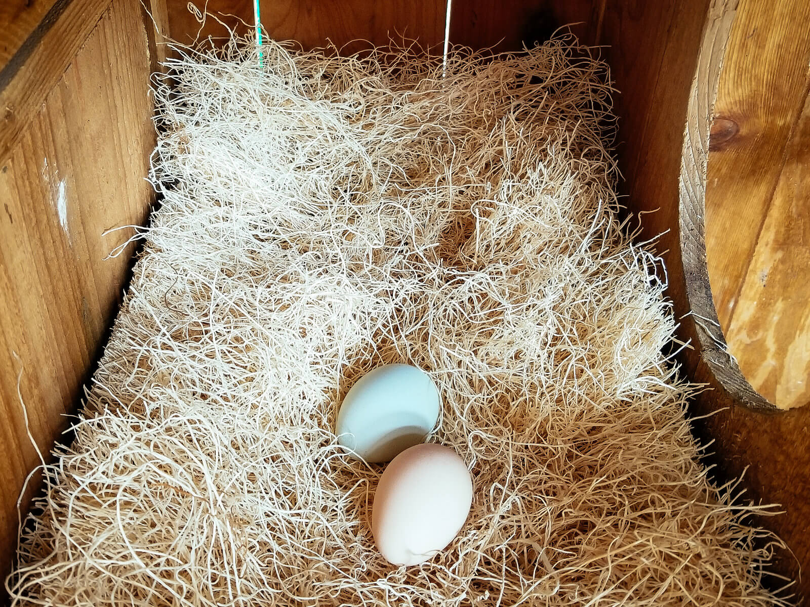 Eggs in a nesting box contain the bloom to keep bacteria from entering the eggs