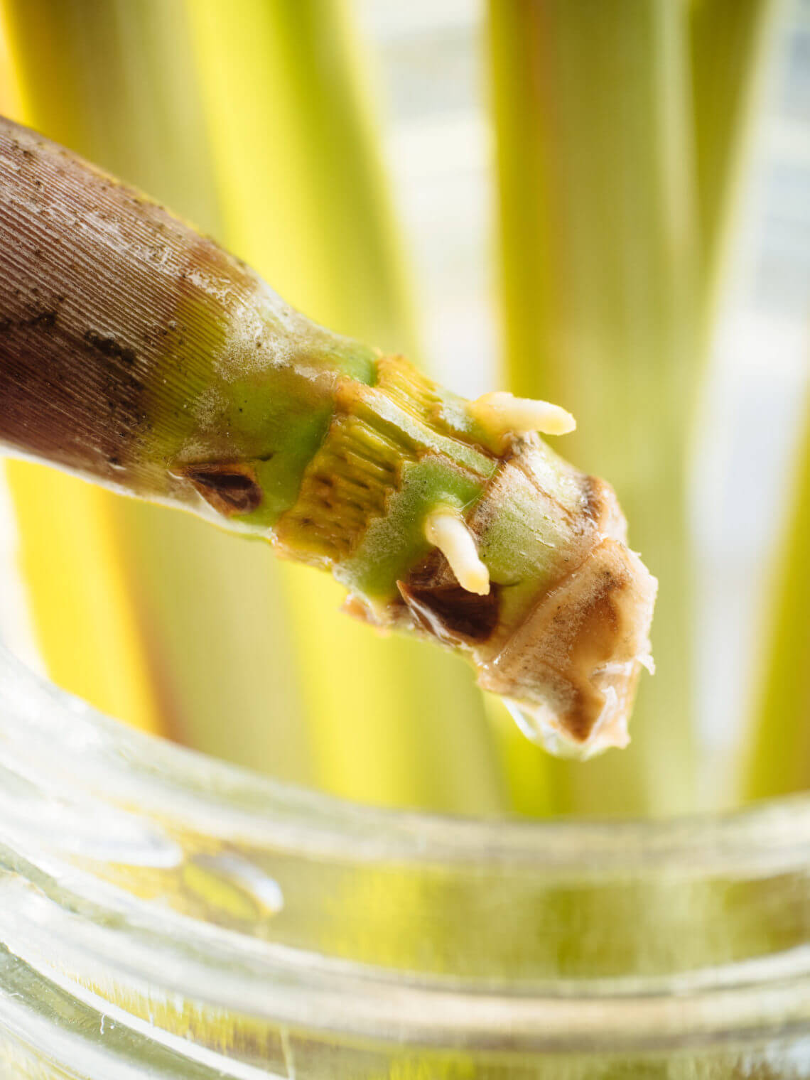 How to propagate lemongrass from store-bought stalks