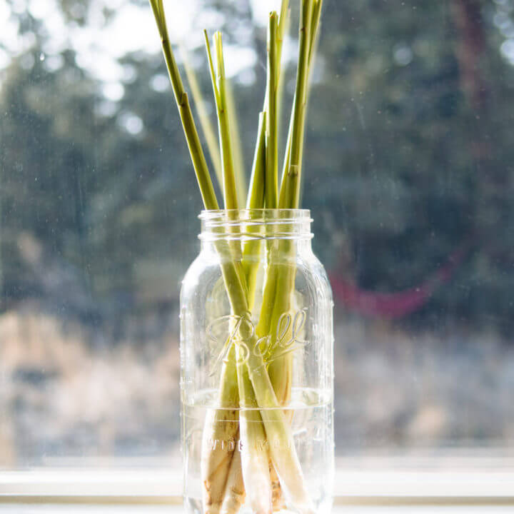 Place the lemongrass stalks in a jar filled with a few inches of water and leave them on a sunny windowsill
