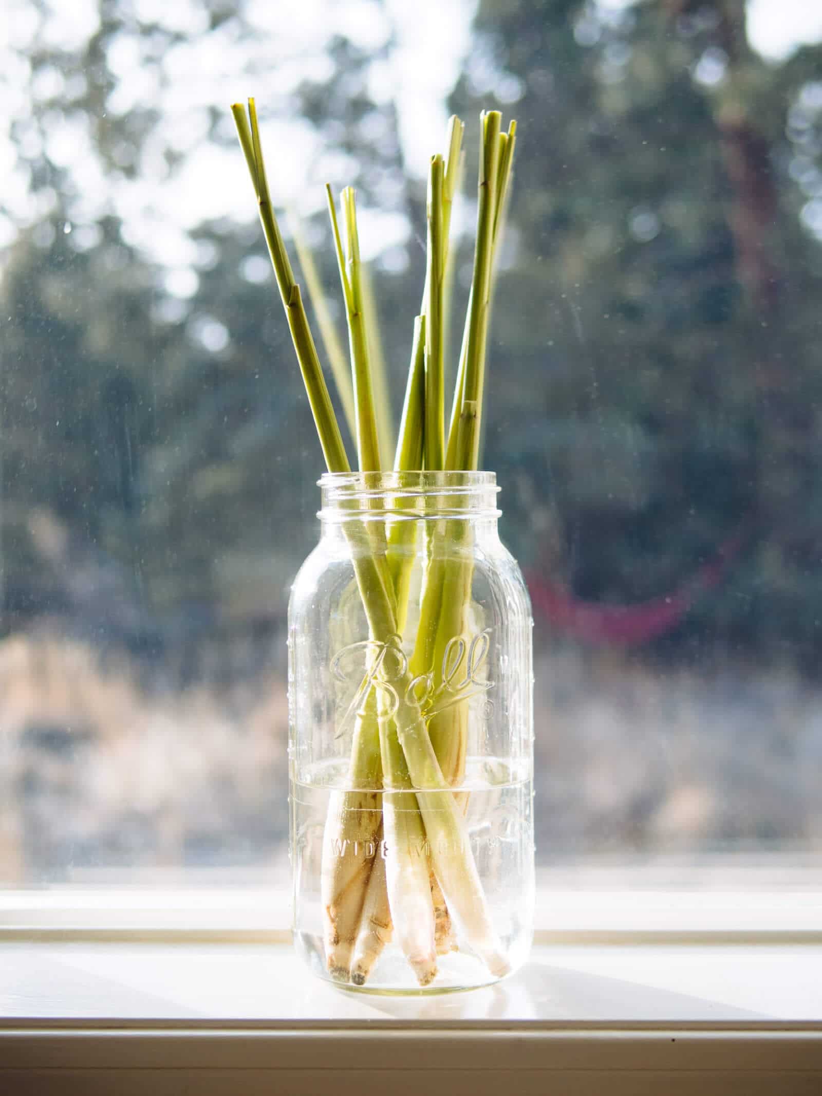Place the lemongrass stalks in a jar filled with a few inches of water and leave them on a sunny windowsill
