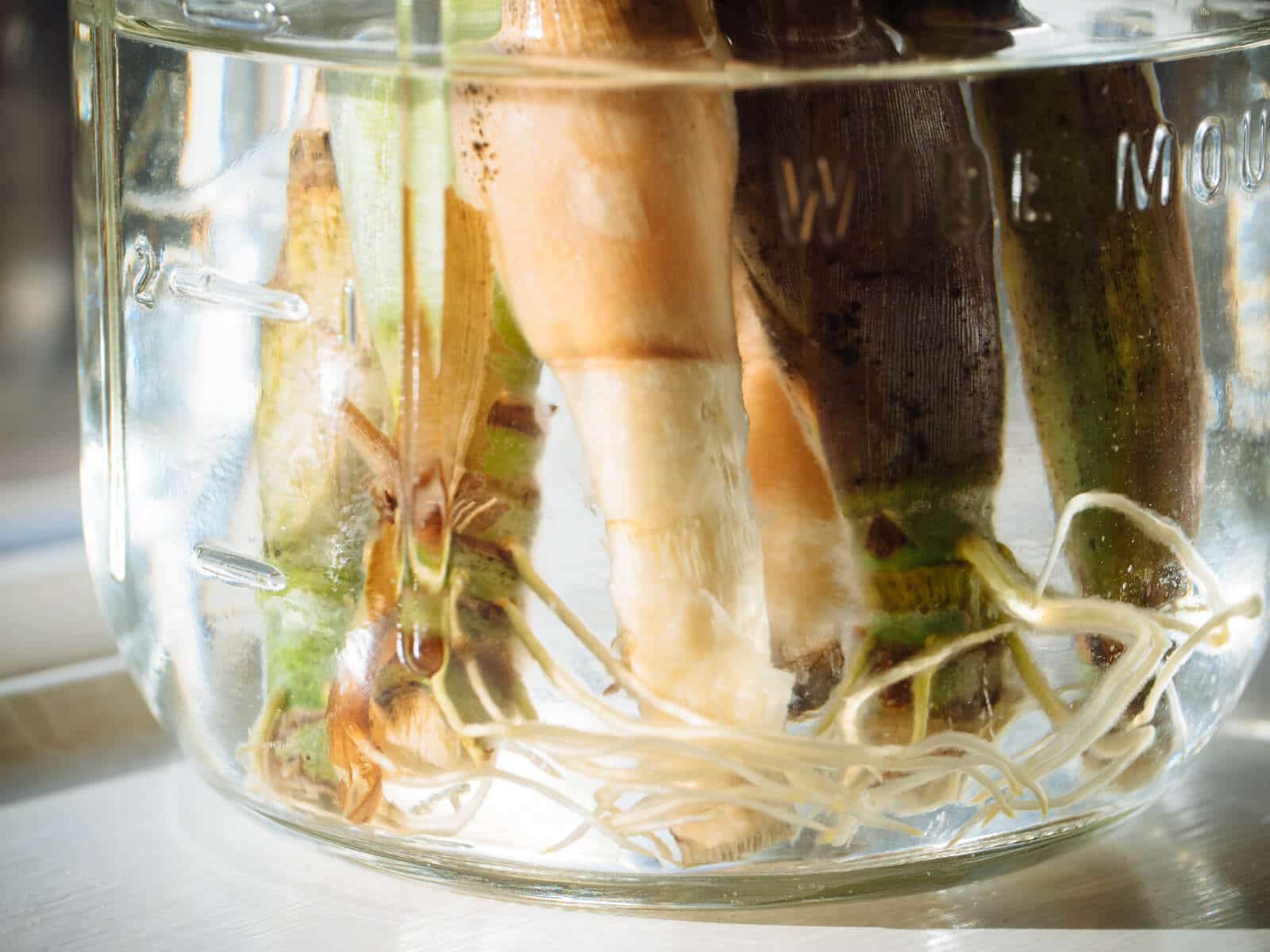 Roots growing in water