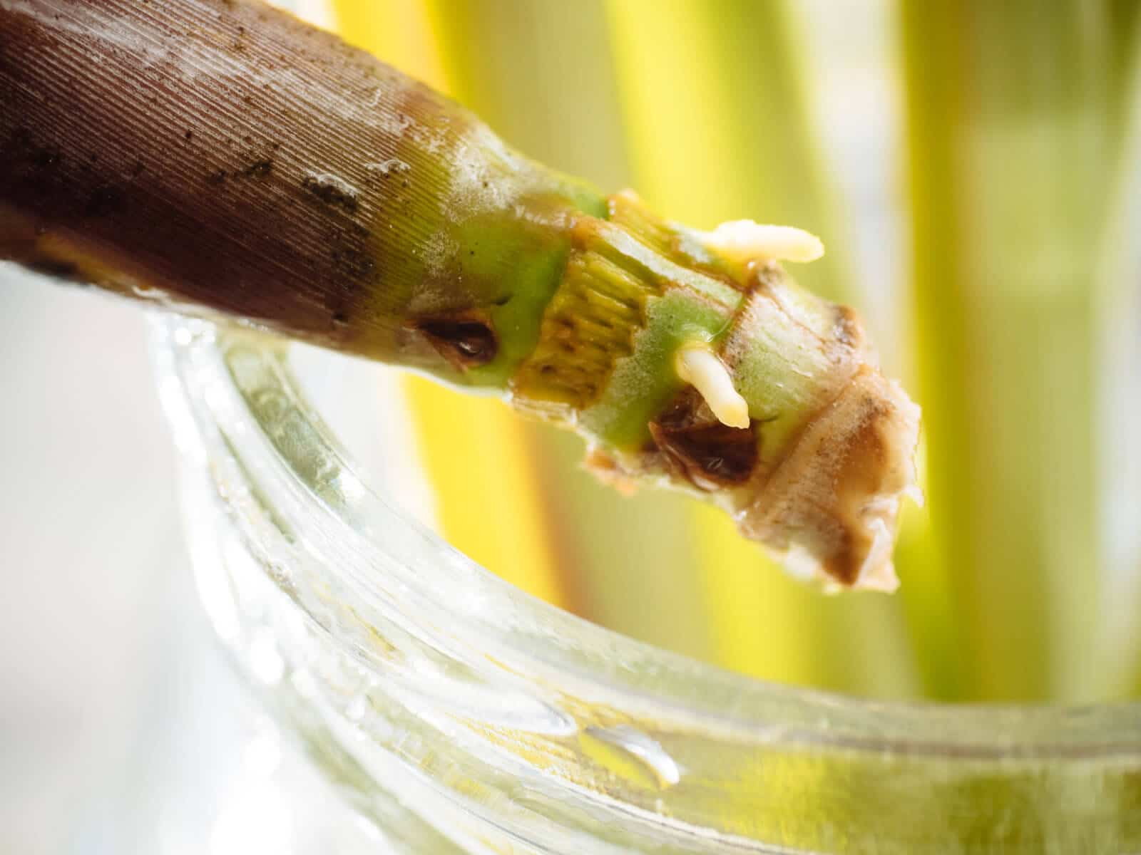 Roots will appear if you propagate lemongrass in water