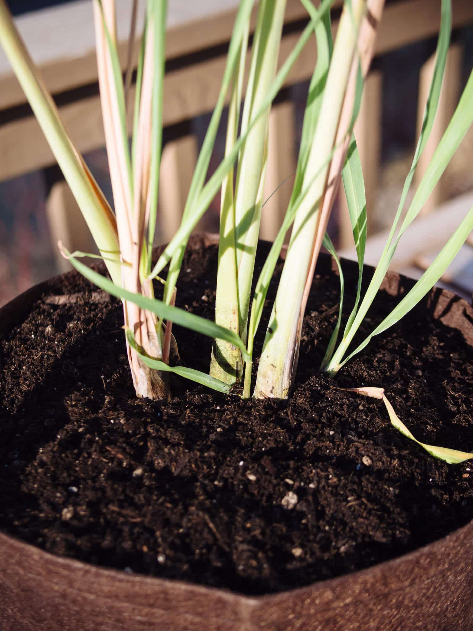 Plant the lemongrass with the crown of the stalks just below the soil surface