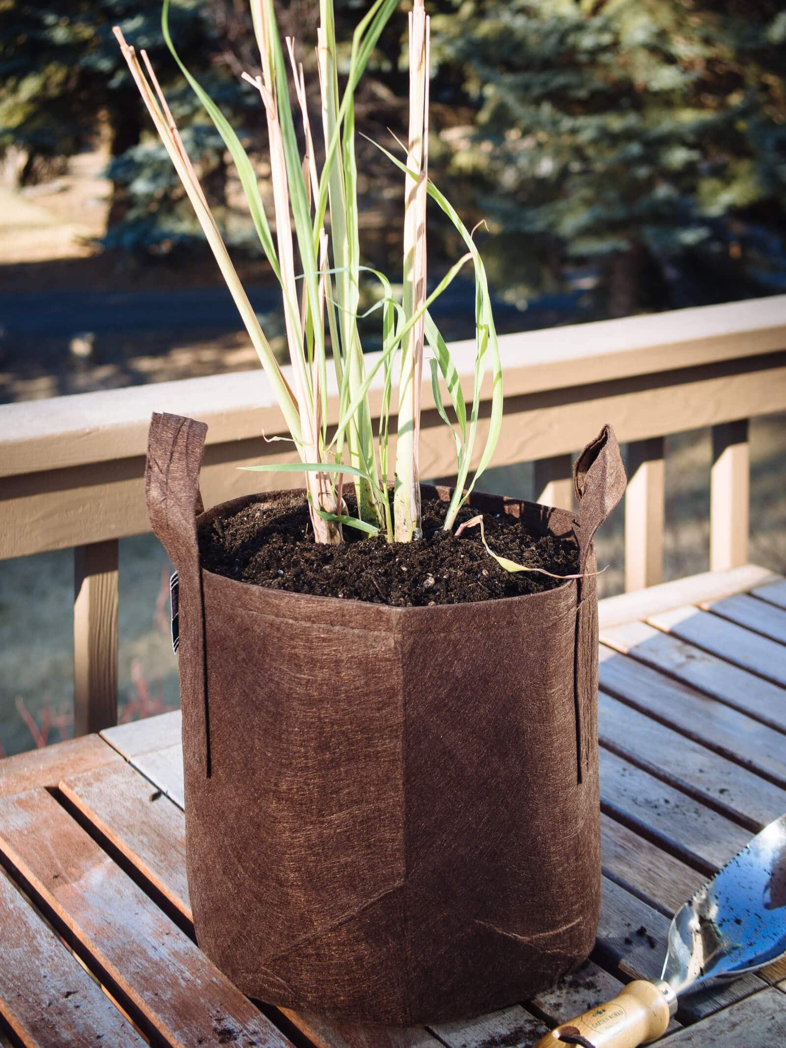Potted lemongrass plant from rooted stalks