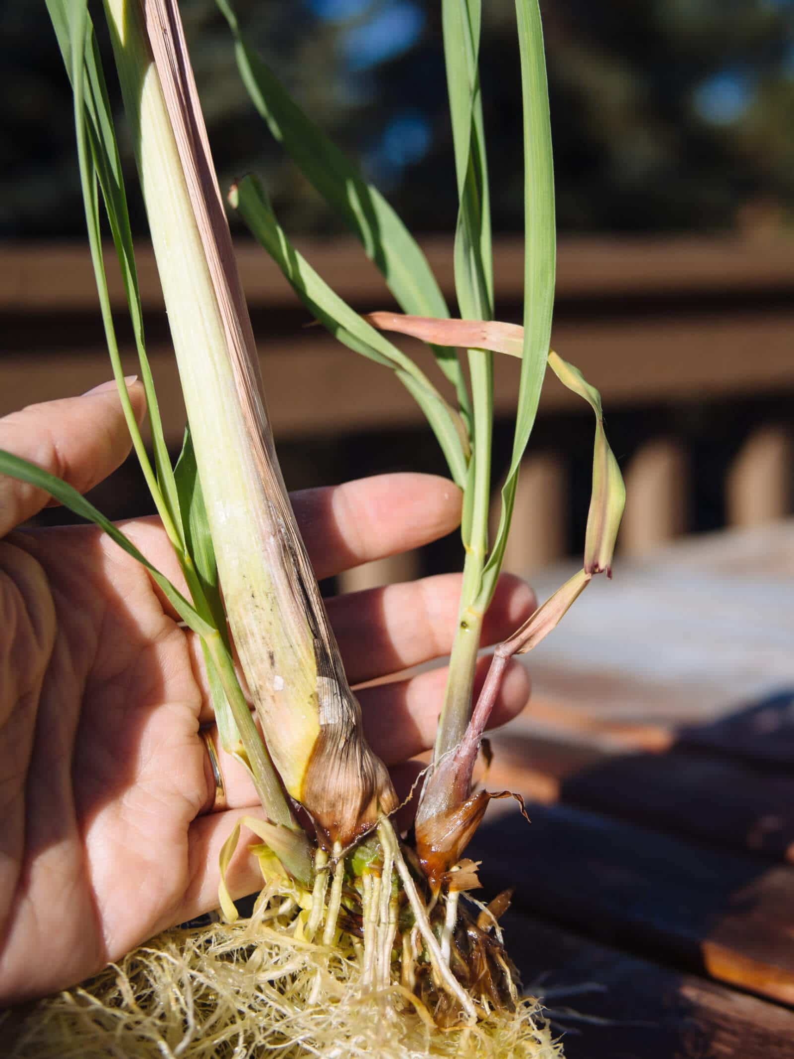 Divide the lemongrass clump by breaking off a stalk with the roots intact
