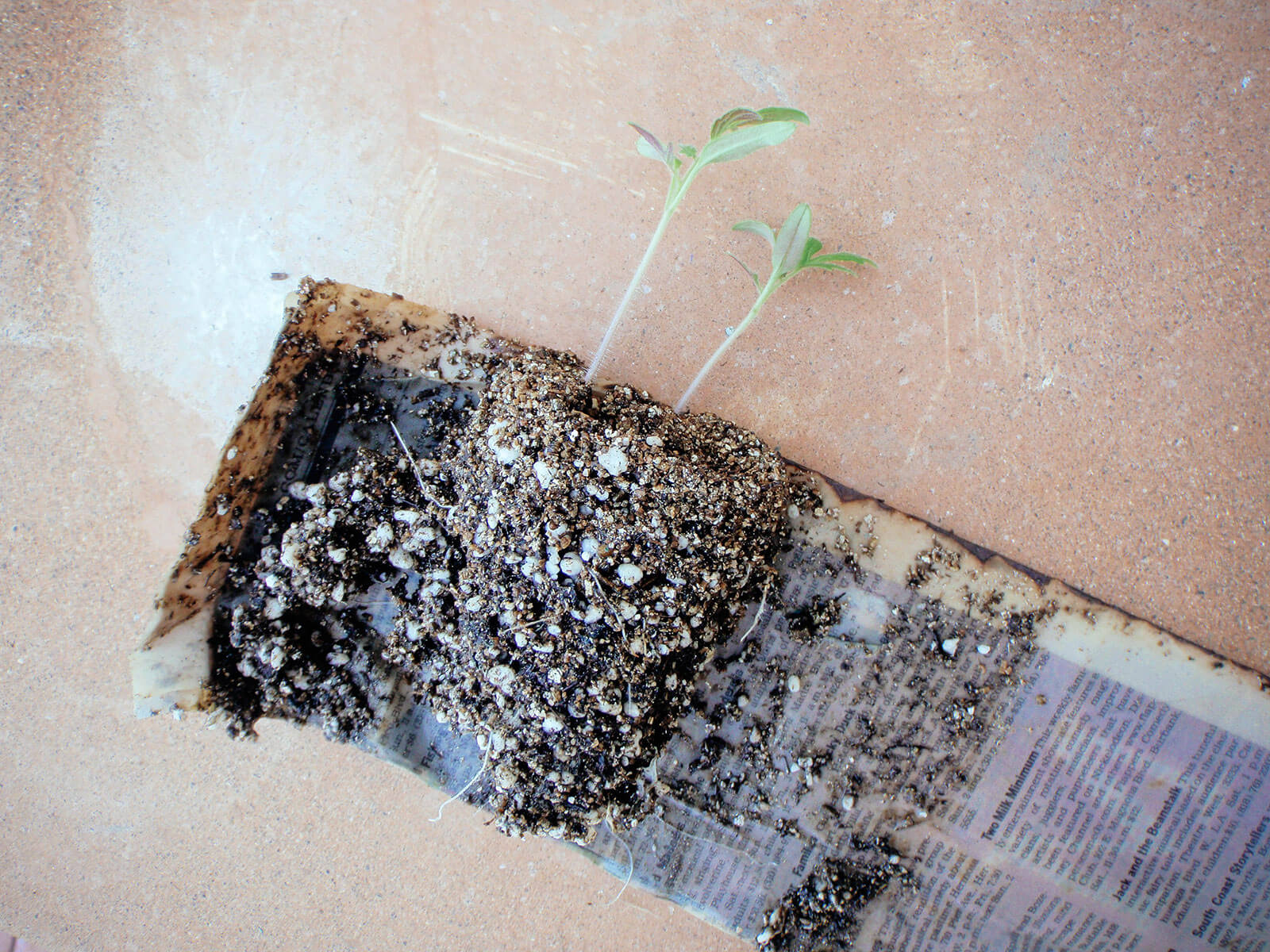 Remove the tomato seedlings from the seed starting pot