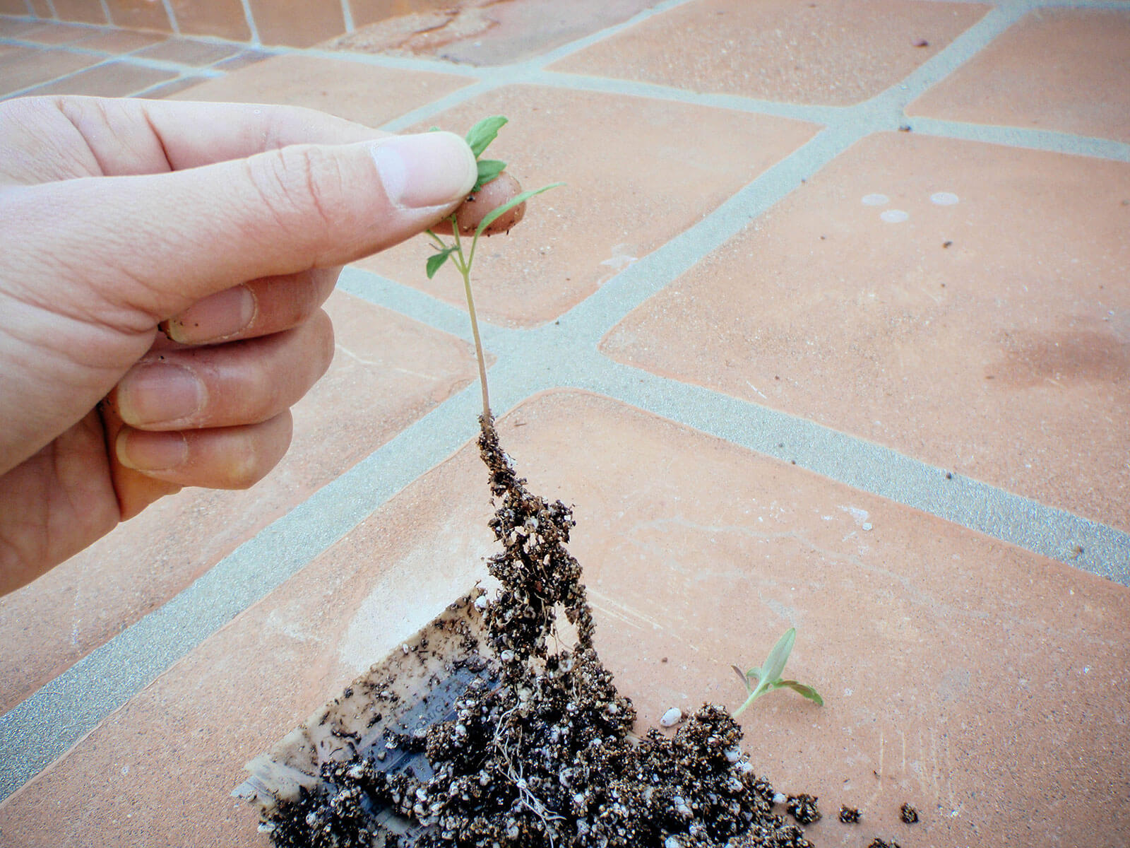 Separate the tomato seedlings