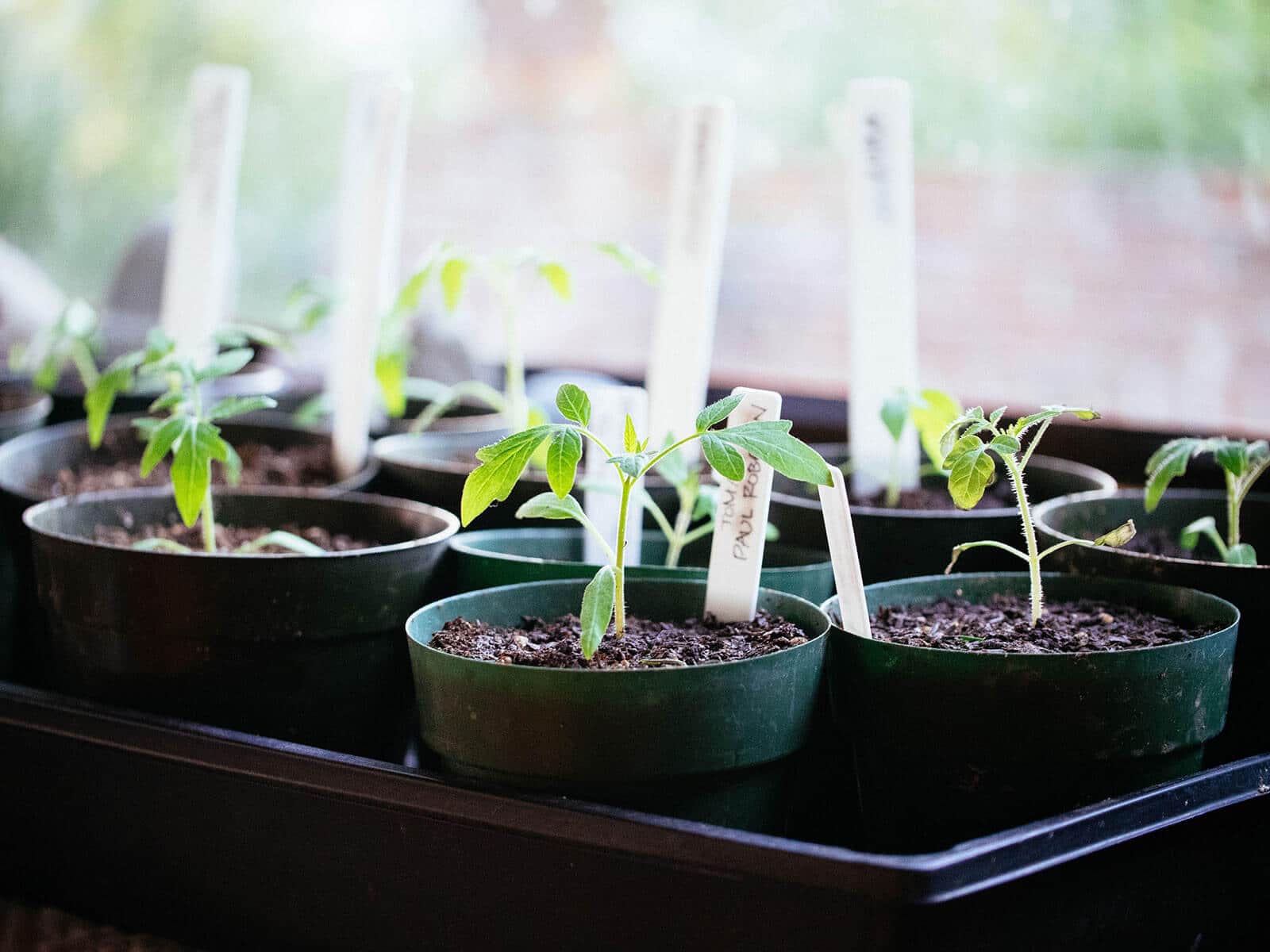 Newly transplanted tomato seedlings