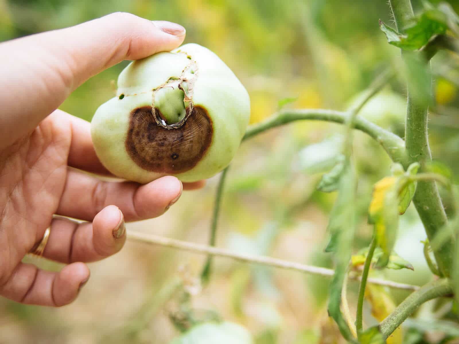 Blossom end rot on an unripe tomato