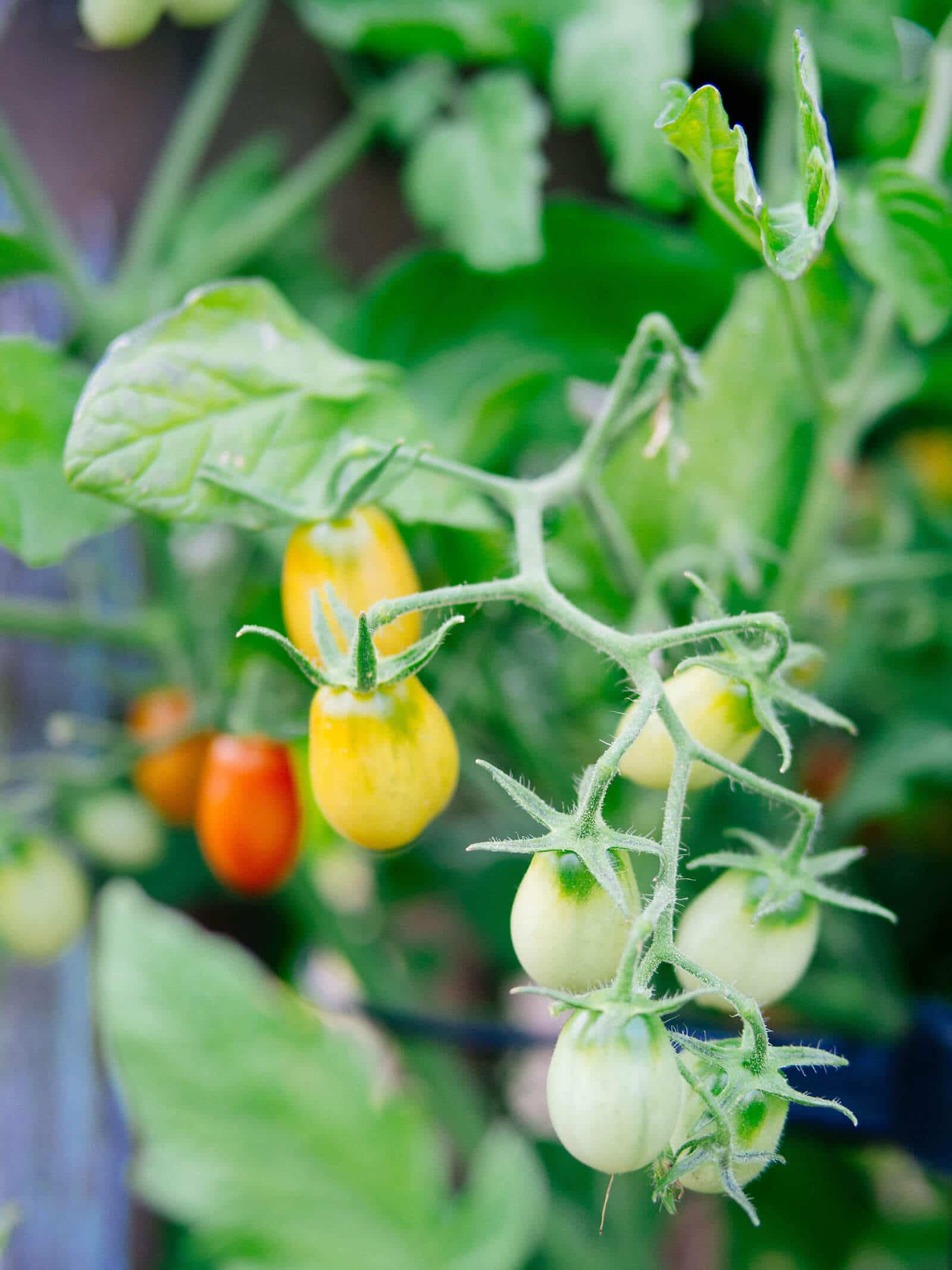 Small grape tomatoes in different stages of maturity on the vine