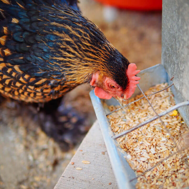 A hen eating homemade soy-free corn-free chicken feed with whole grains