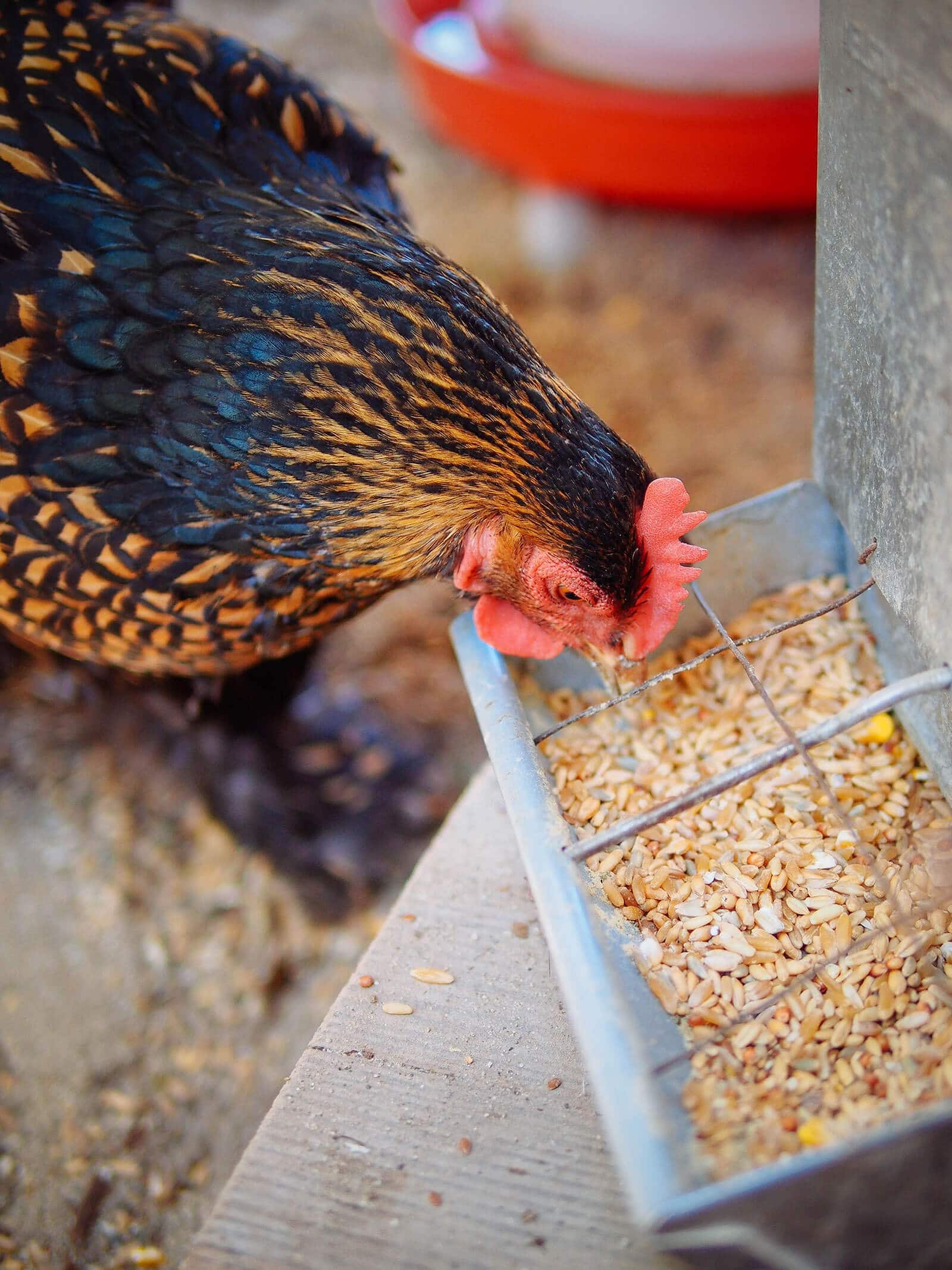 Homemade Soy-Free Corn-Free Chicken Feed With Whole Grains – Garden Betty