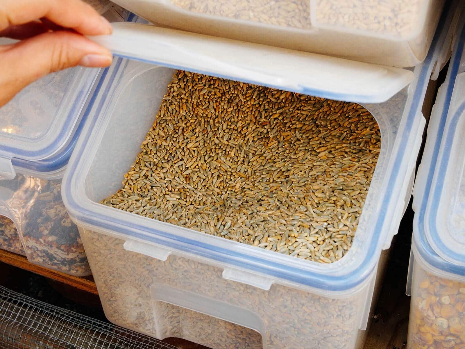 Container filled with rye berries
