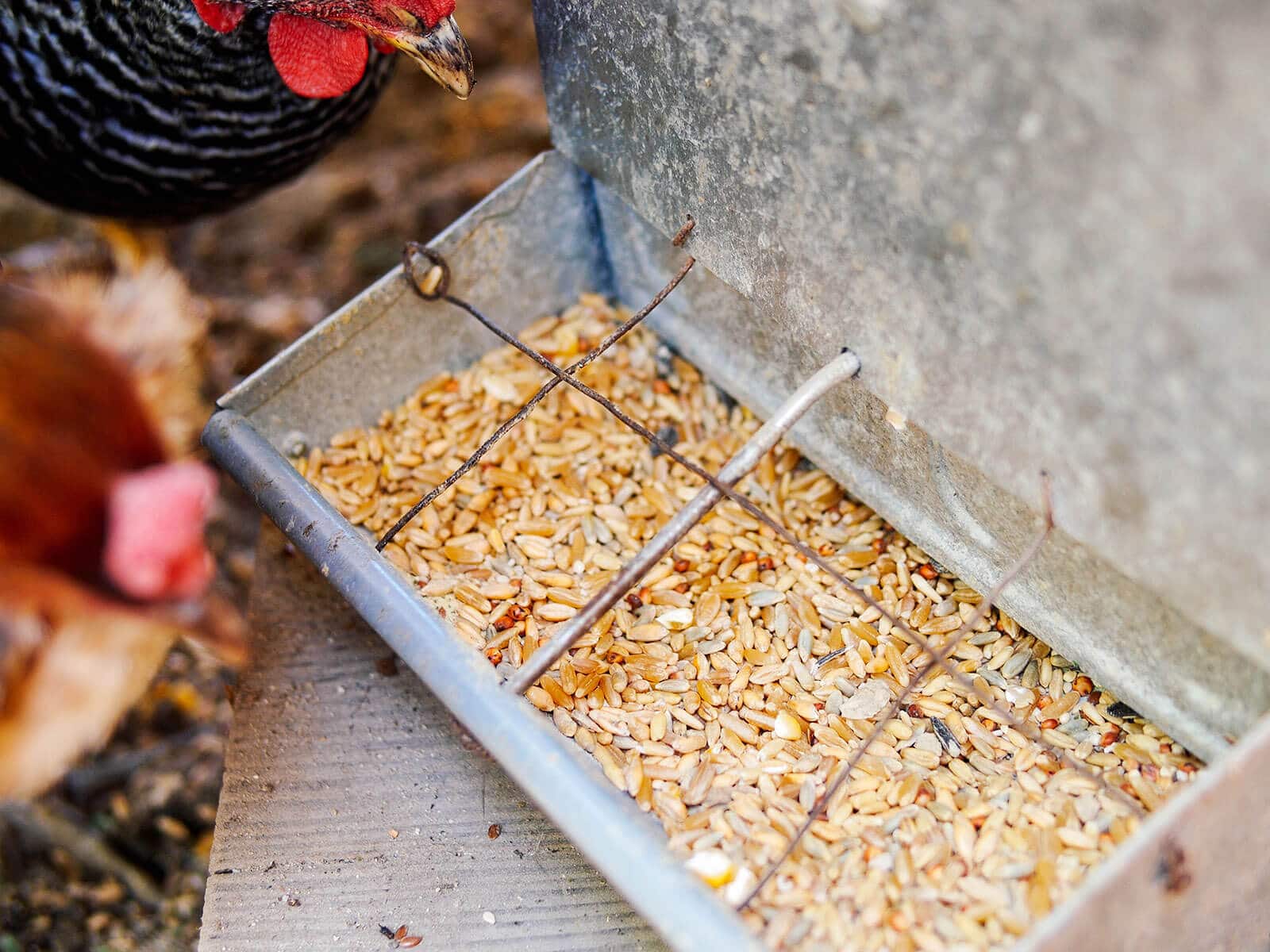 A baby pig feeder filled with whole grain corn-free chicken feed