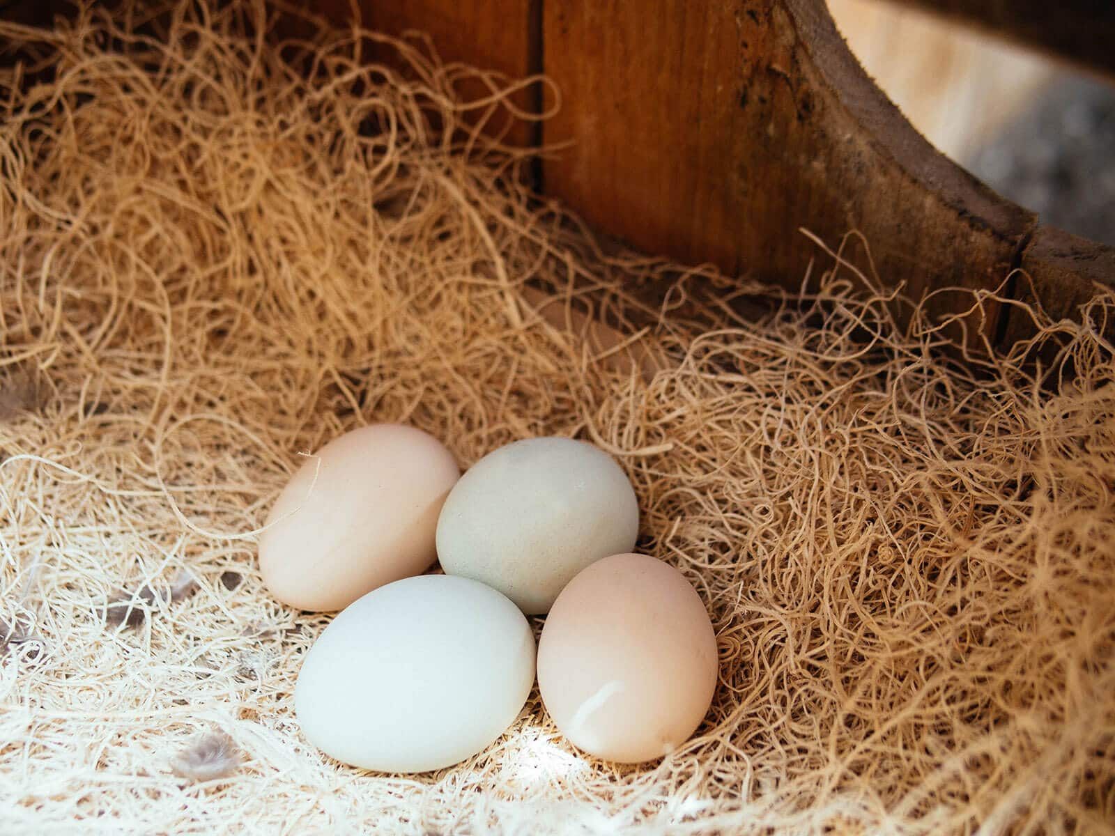 Two brown eggs and two blue eggs in a nest box