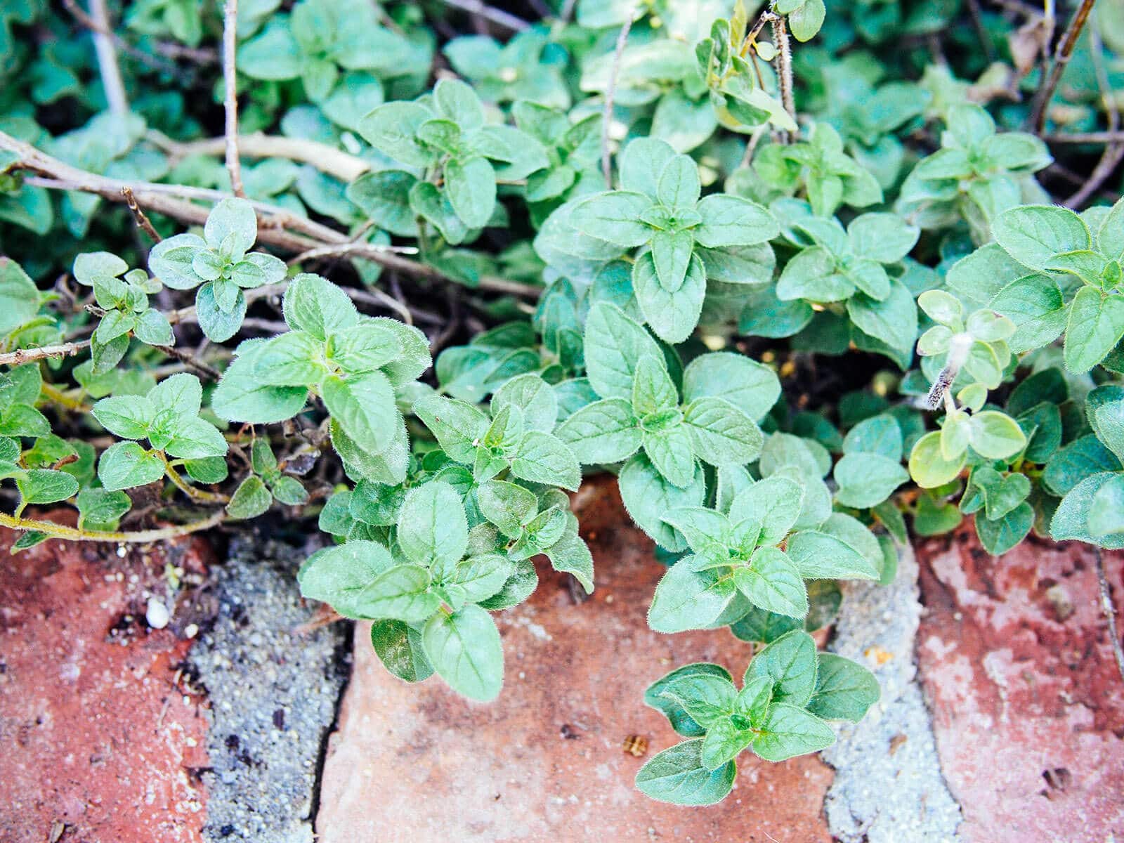 Oregano in the garden