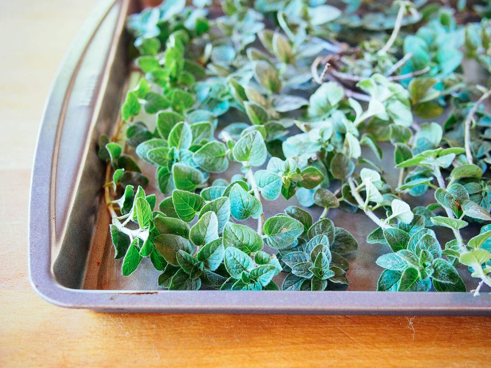 Close-up of oregano leaves, all uniform in size