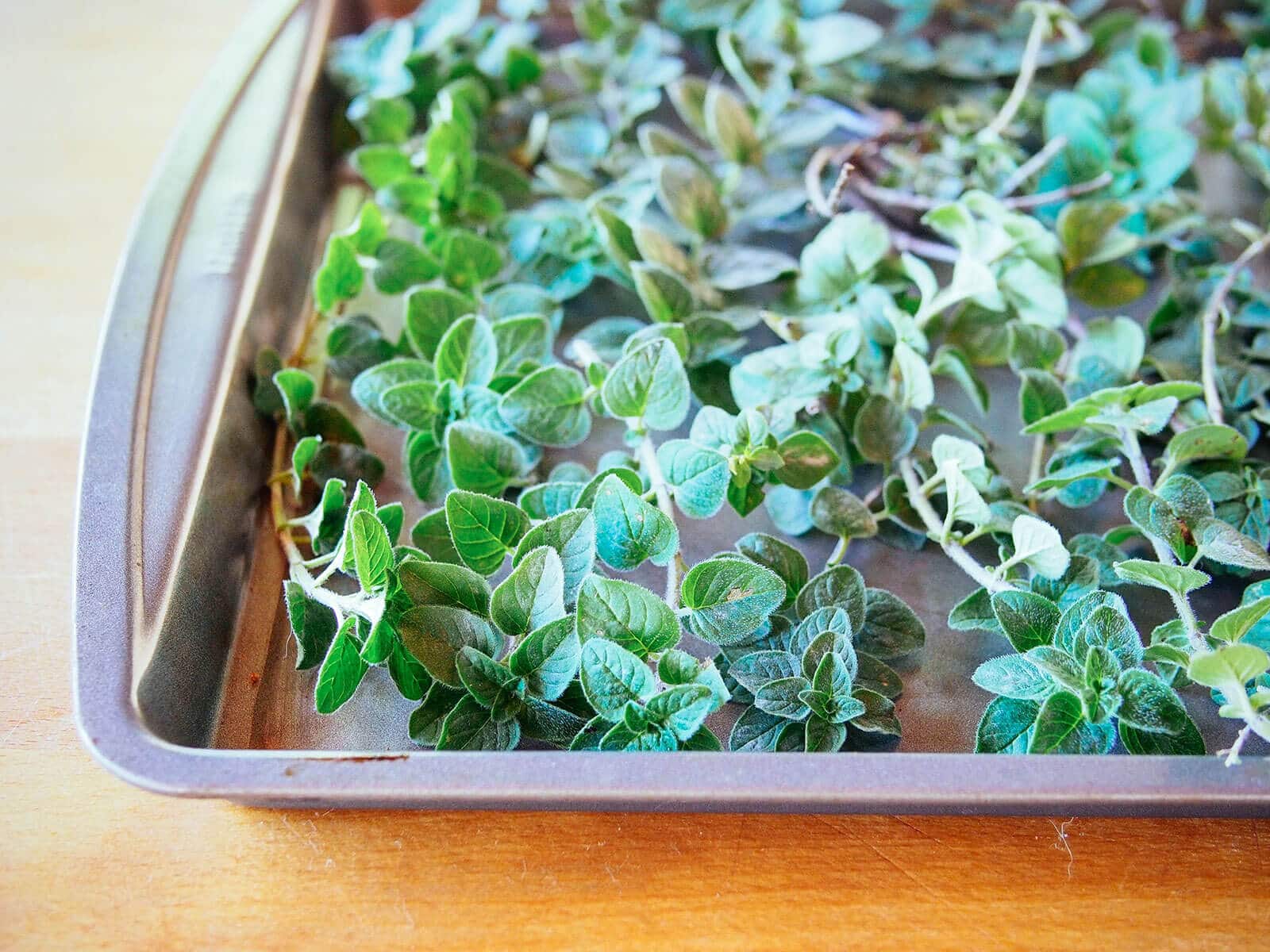 Close-up of oregano leaves, all uniform in size