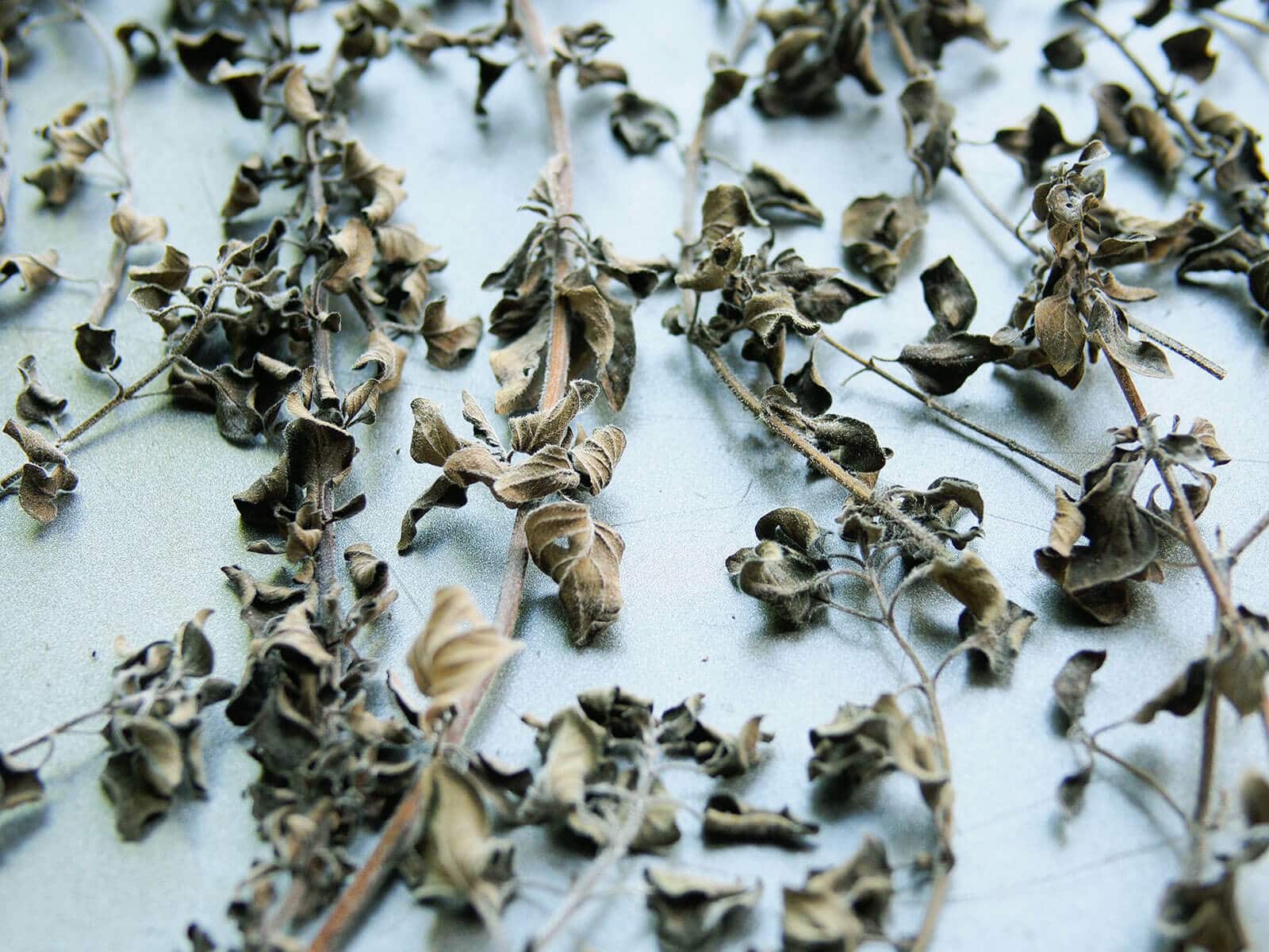 Dried oregano after pulling them out of the oven