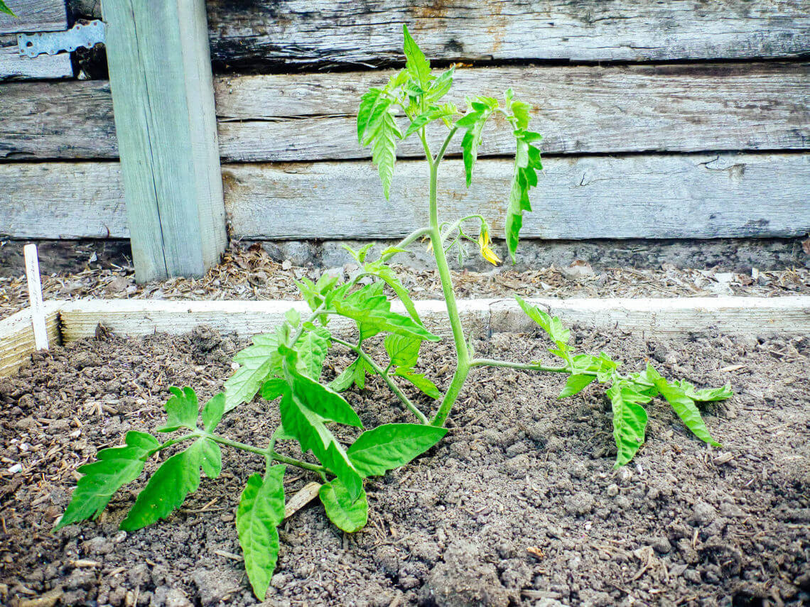 How to plant tomatoes in a trench: a gardener's trick for tall plants