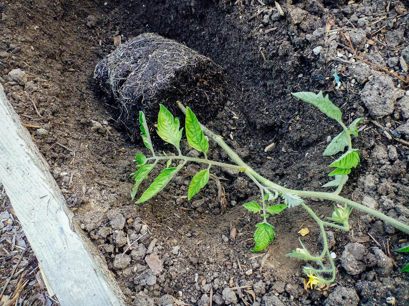 A tomato planted horizontally in a trench