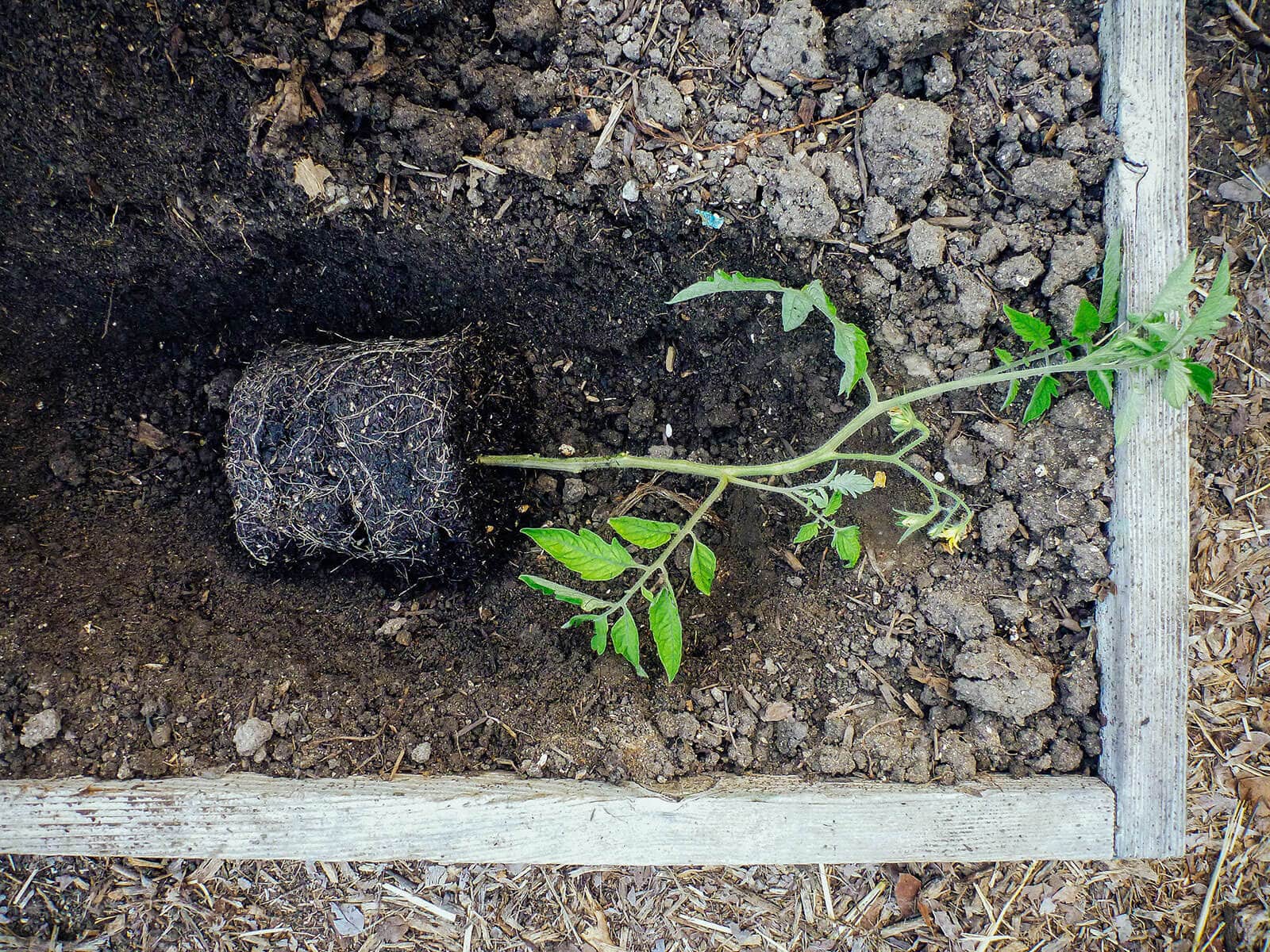 Lay the tomato plant on its side in the trench