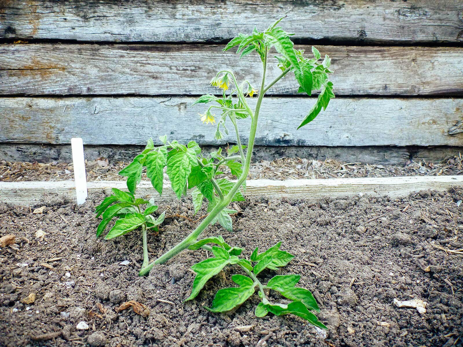A tomato starting to turn itself upright after being transplanted in a trench