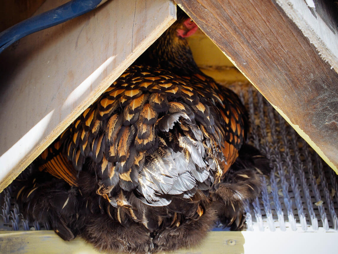 How to stop a broody hen: 4 humane ways that work