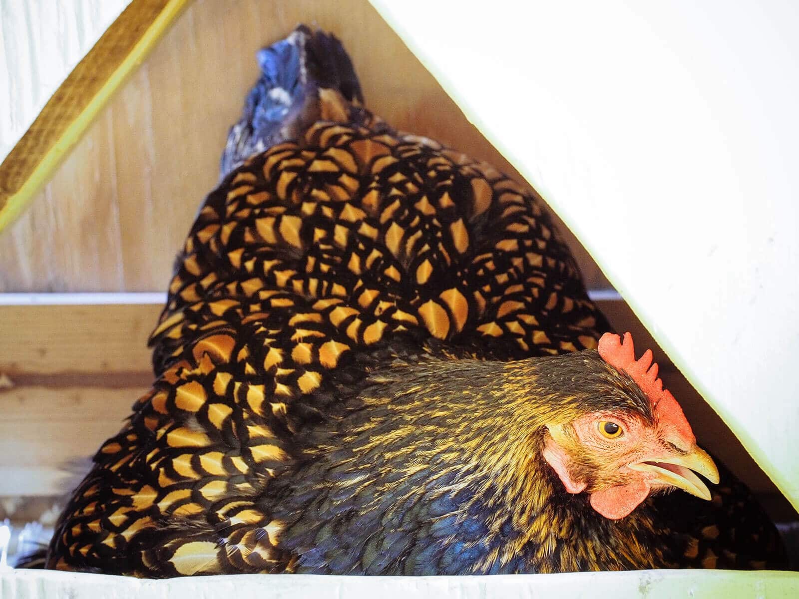 A broody Cochin hen in her egg box