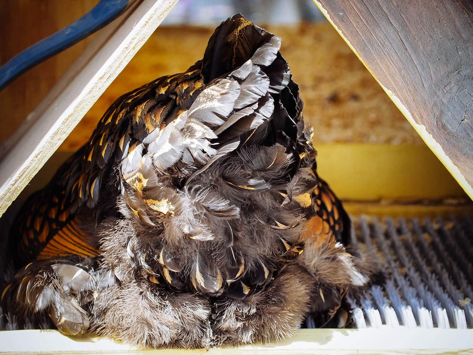 Broody hen sitting in an empty nest