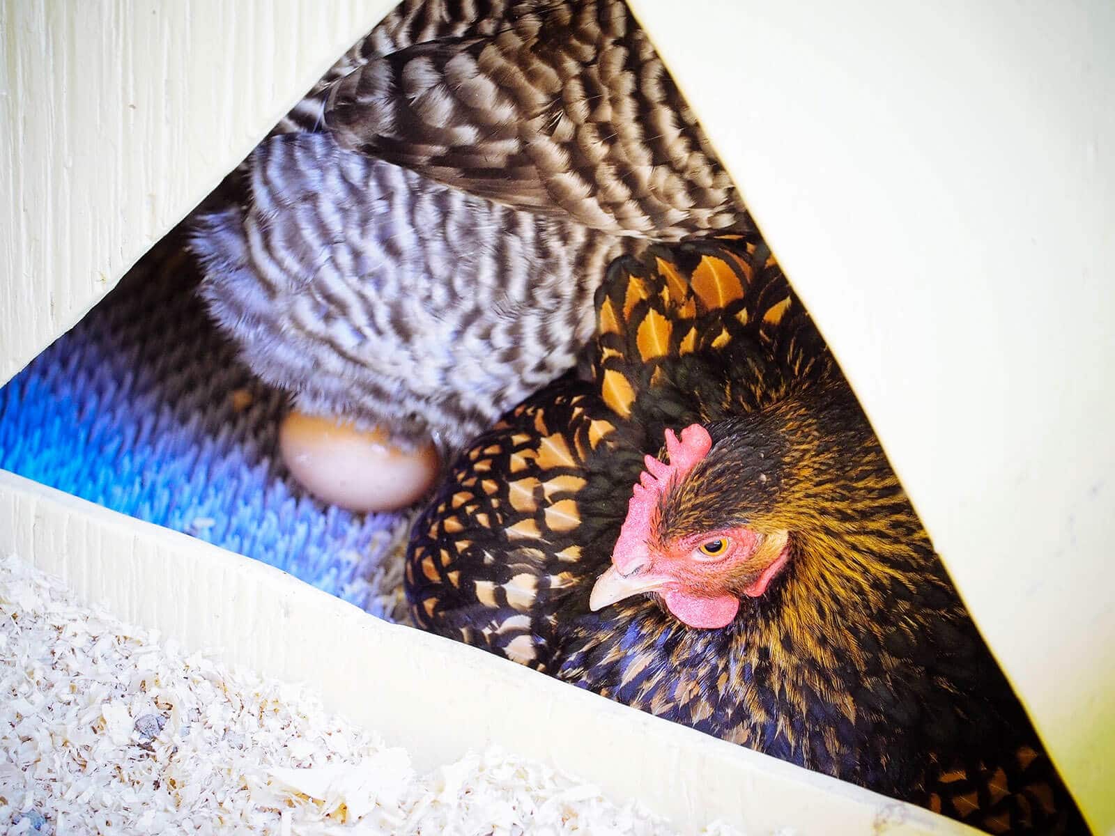 A broody chicken will sit in her nest for several hours a day