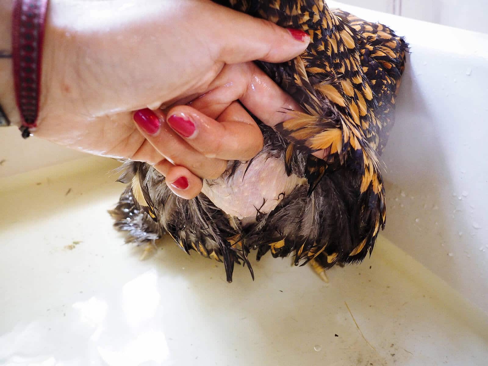 Use a gentle cold water bath to stop a broody hen