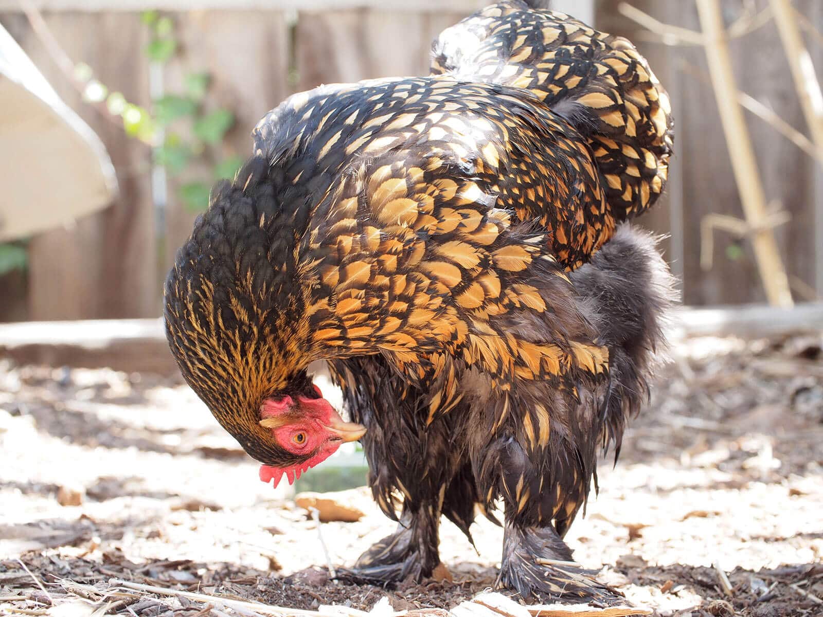 A broody Cochin with wet tail feathers after a cooling bath