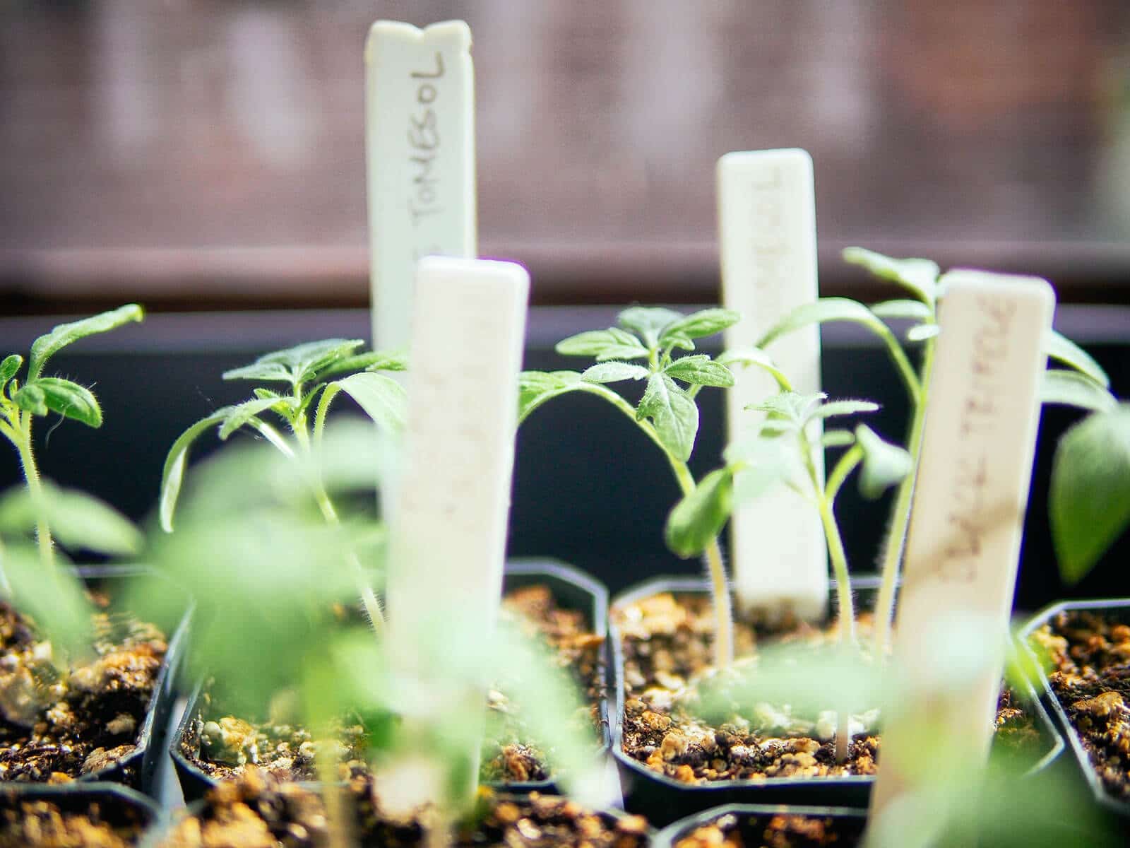Tomato seedlings ready to be transplanted