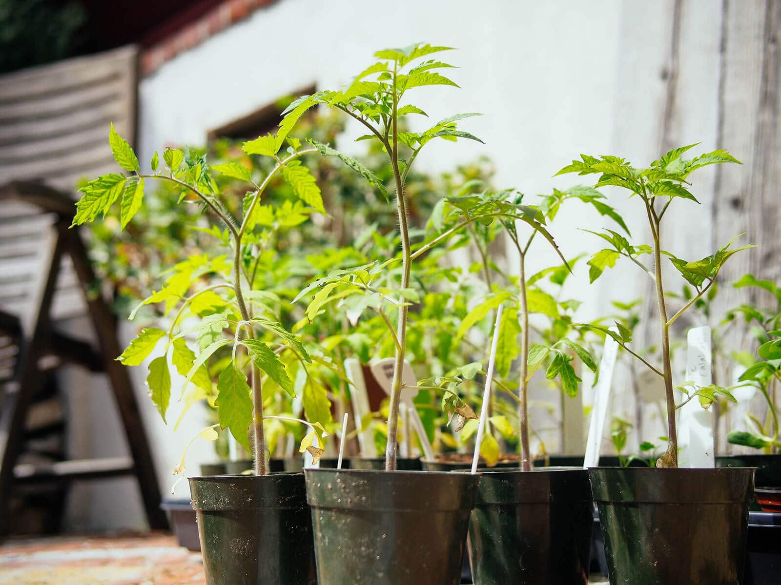 Tomato transplants in 4-inch pots in the sun