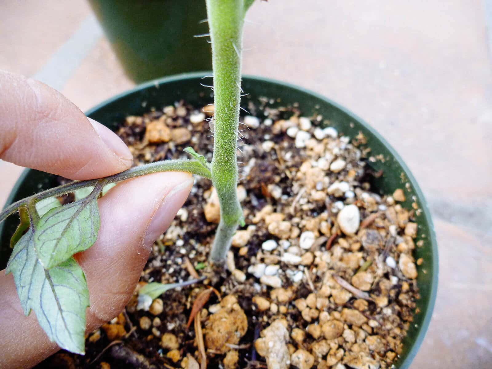 Pinch off the lowest branches on the tomato plant
