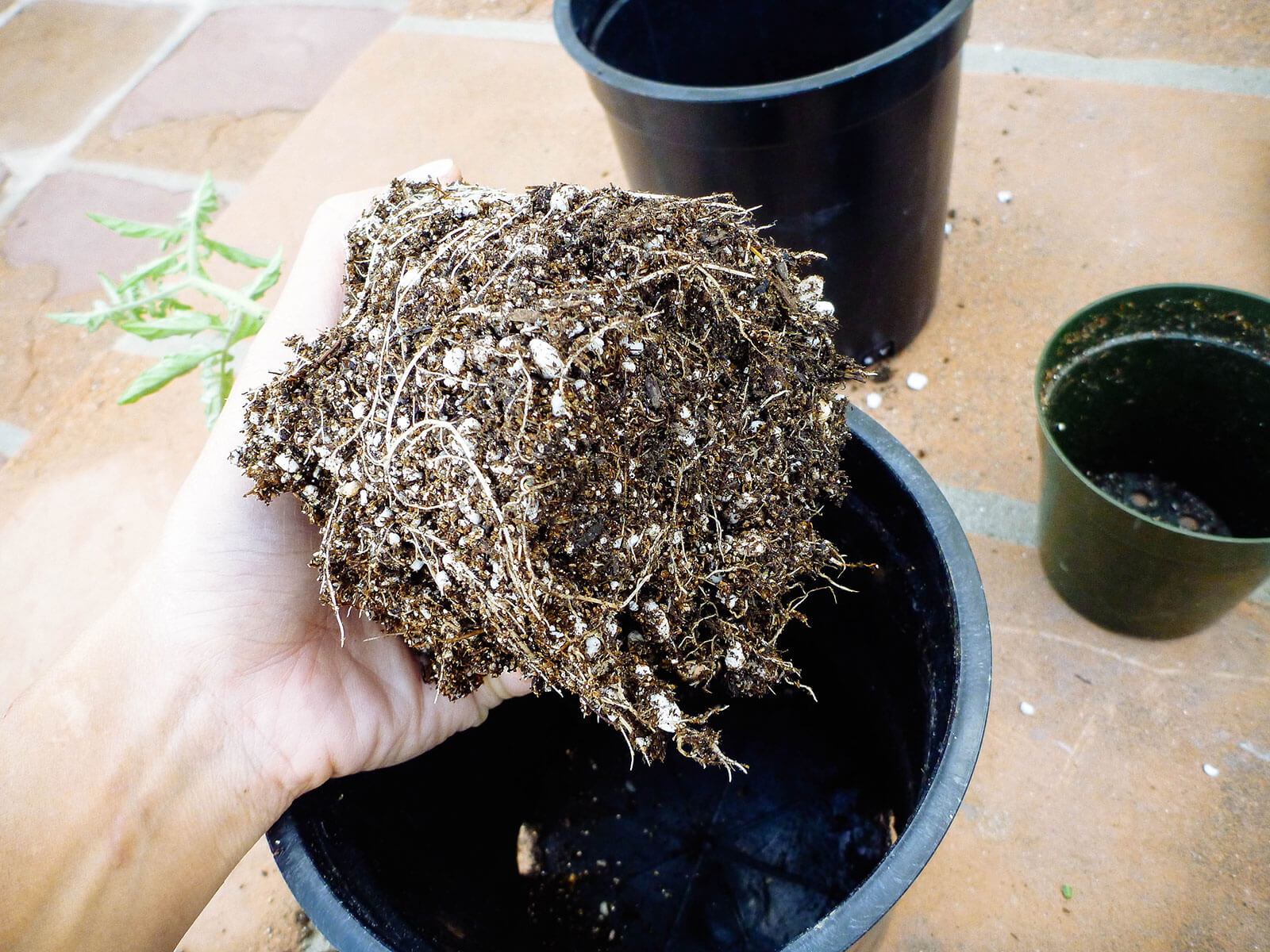 Gently loosen the root ball of the tomato plant