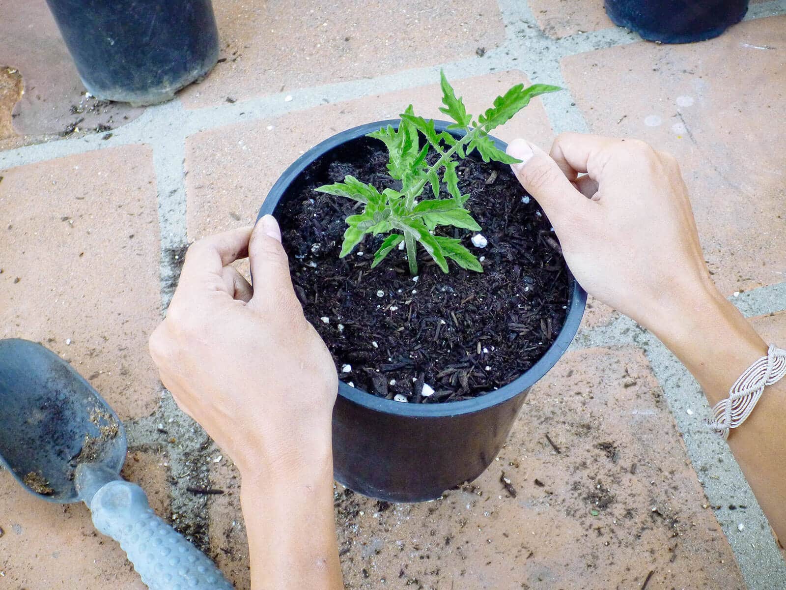 Give the pot a good shake and fill with more potting soil as needed