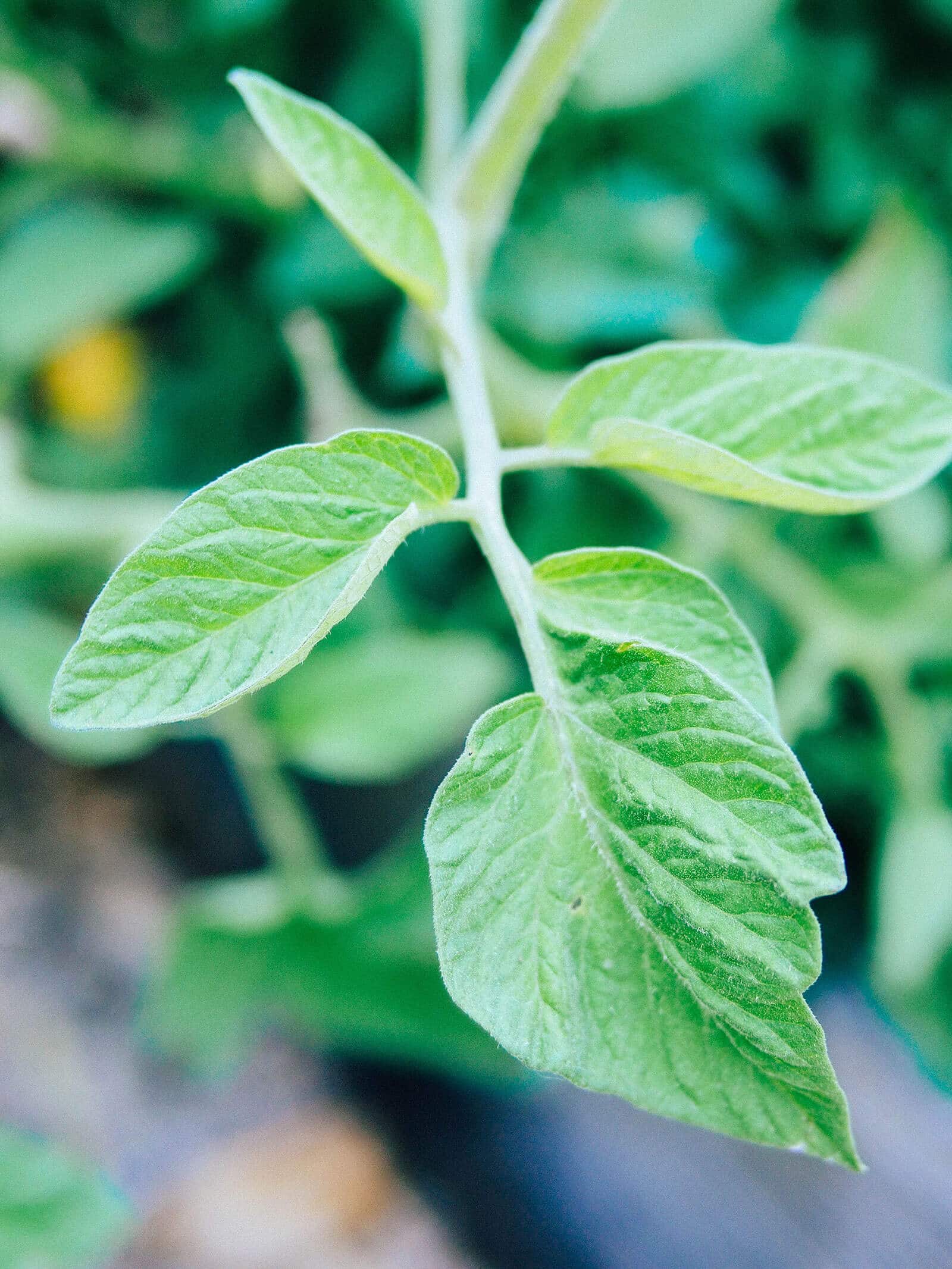 Tomato leaf with