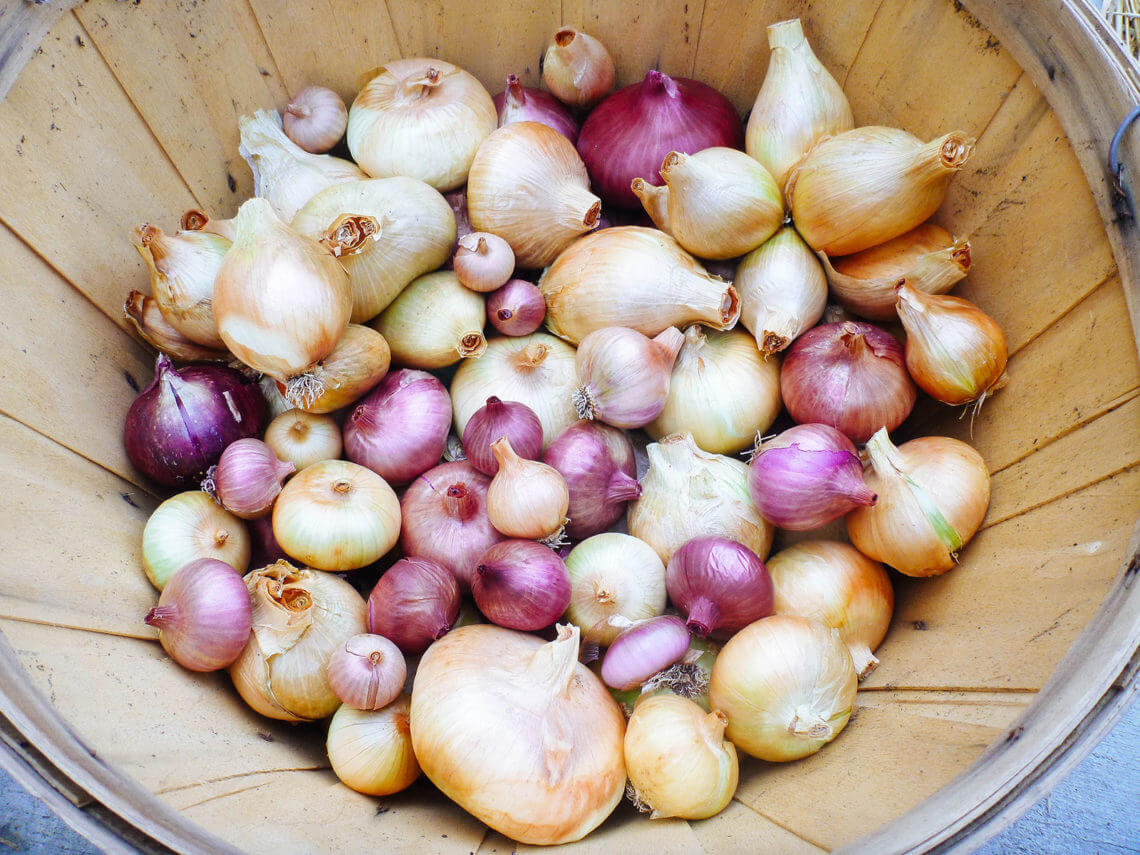 Secrets to harvesting, curing, and storing onions
