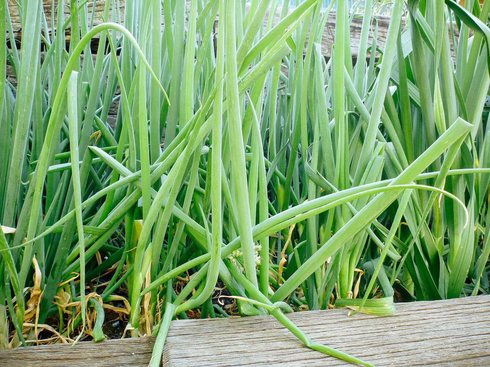 Lush green onion leaves in summer