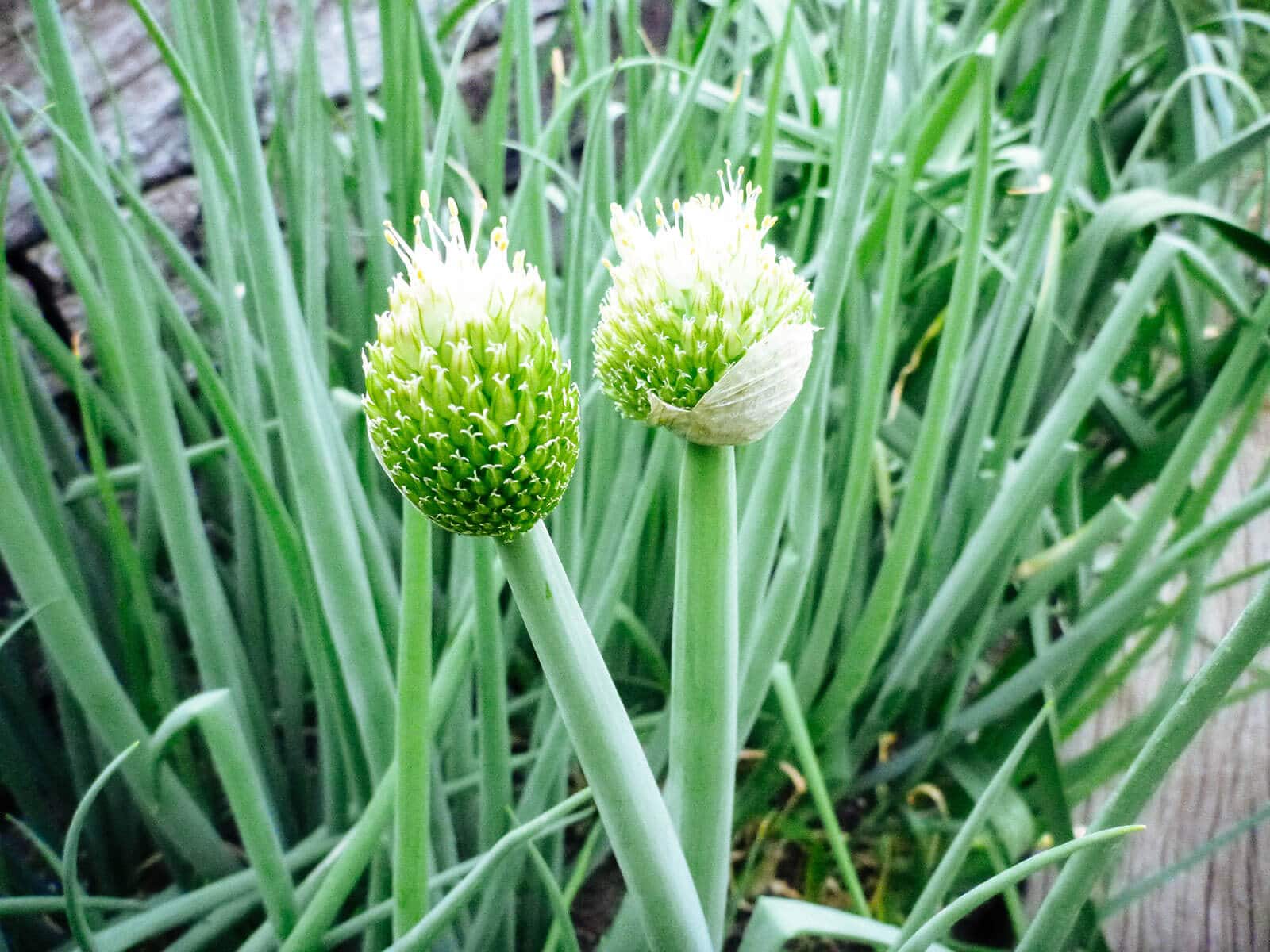 Two onion flowers