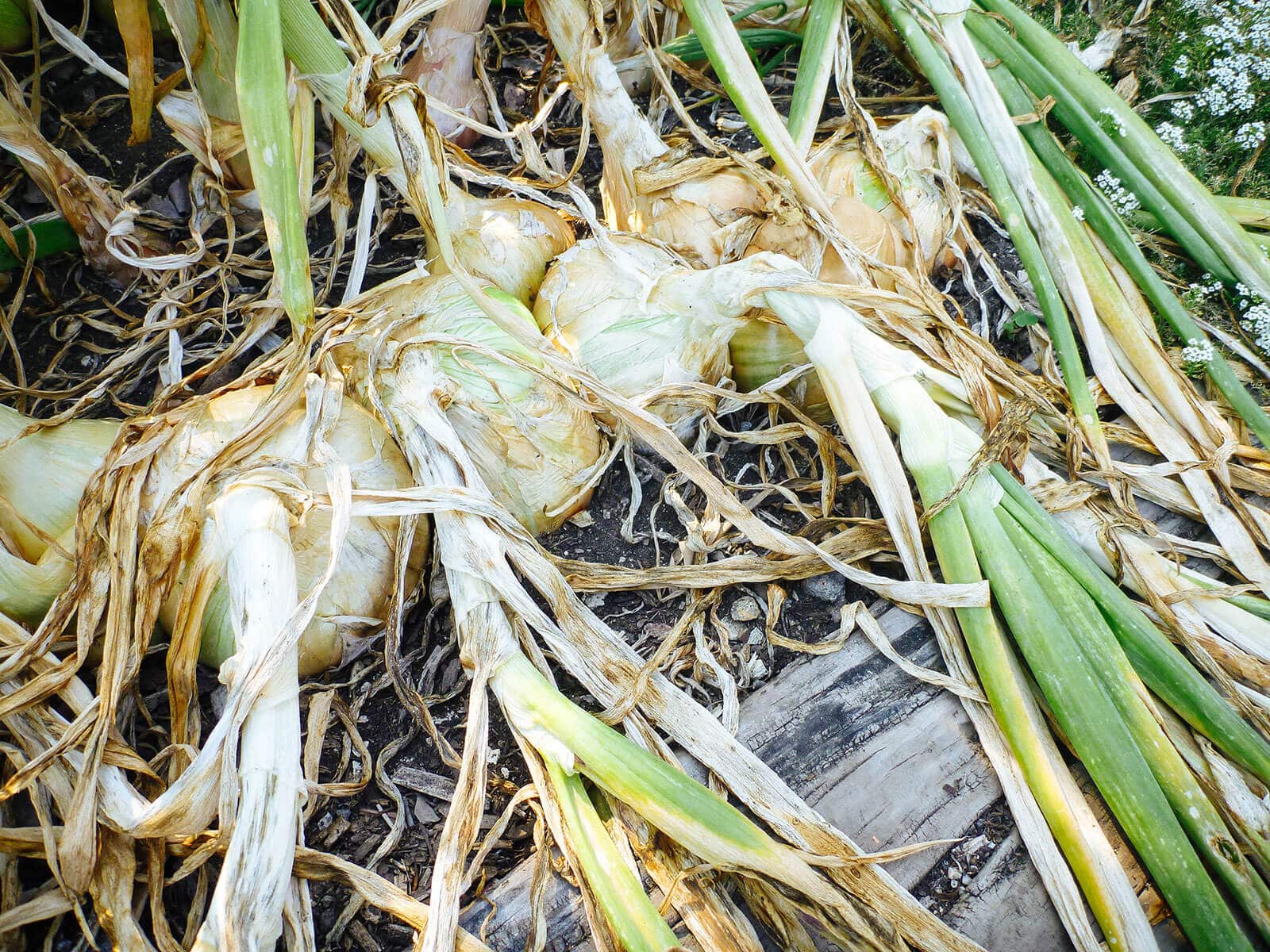 Mature globe onions with green stems bent over at the base