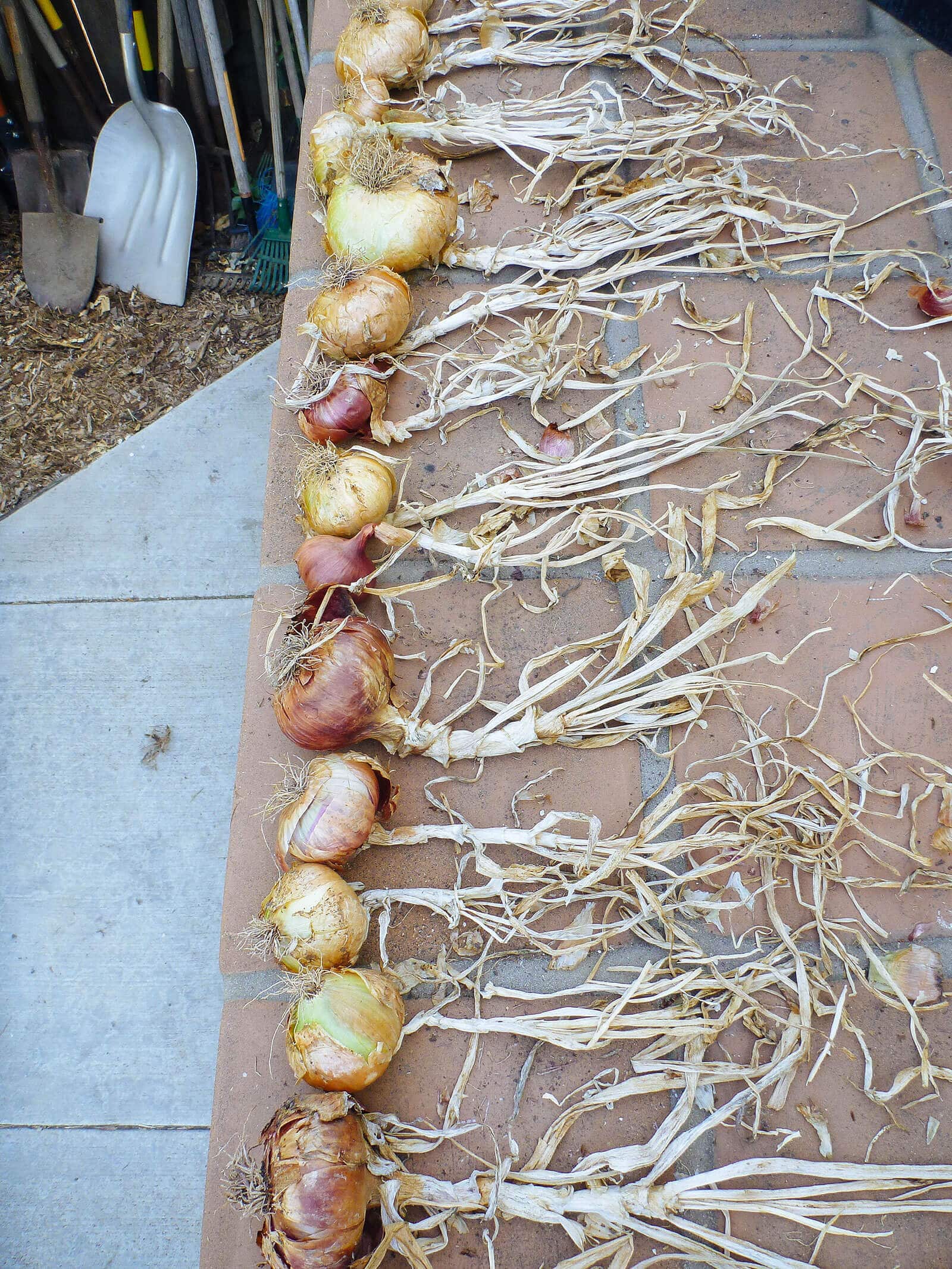 Onions drying and curing in the shade